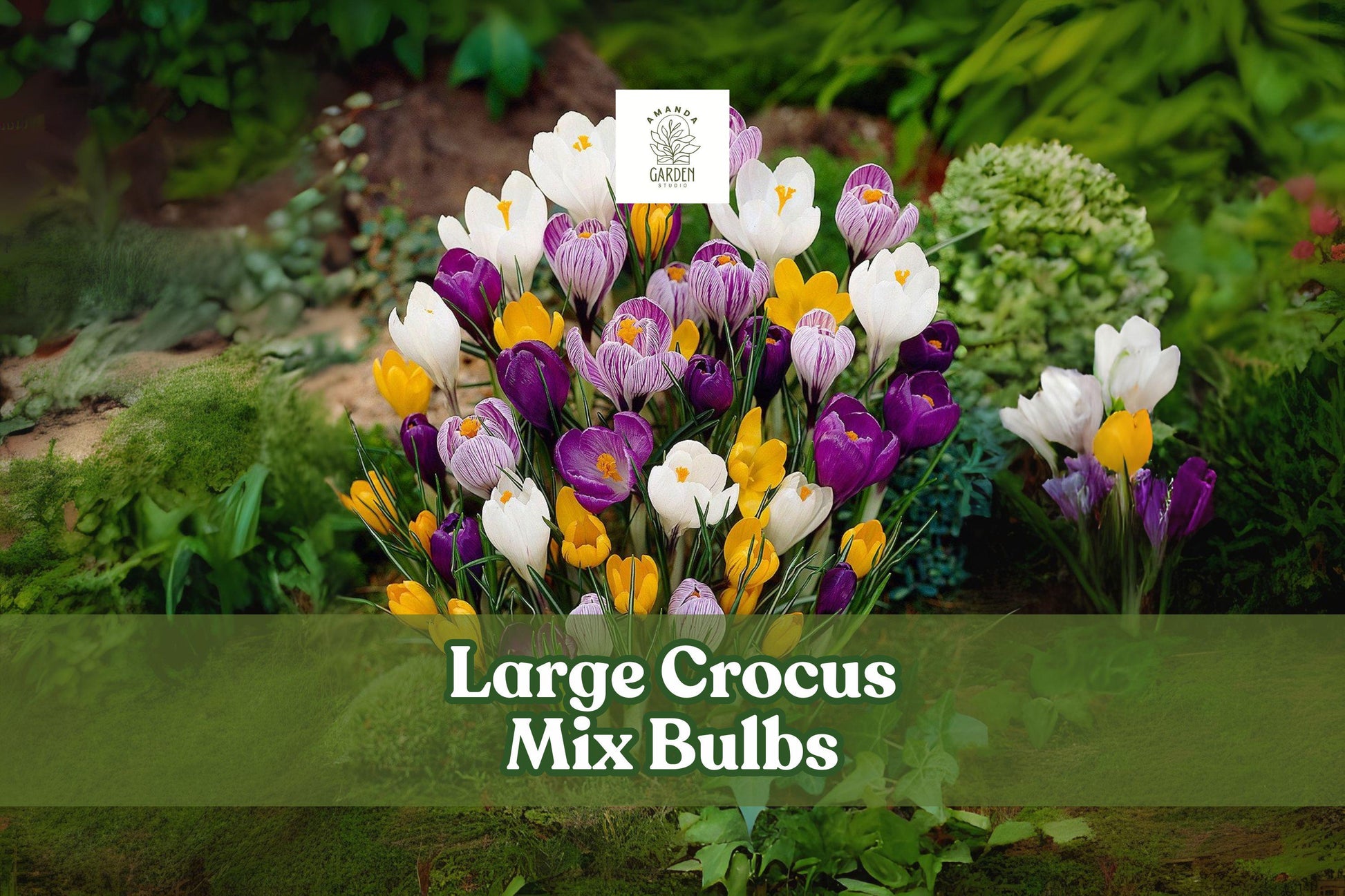 Mixed Crocus Bulbs 20 Large Flowering Corms, Early Spring Bloom, Hardy Perennial, Crocus vernus Hybrids