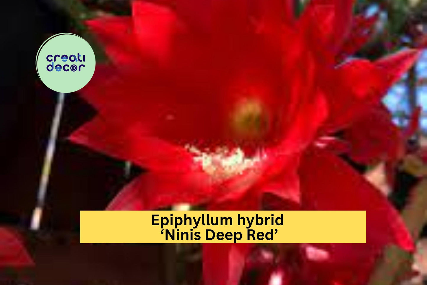 Epiphyllum Hybrid Ninis Deep Red Flowering Cactus Fully Rooted Starter Plant Orchid Cactus for Indoor or Outdoor Gardens