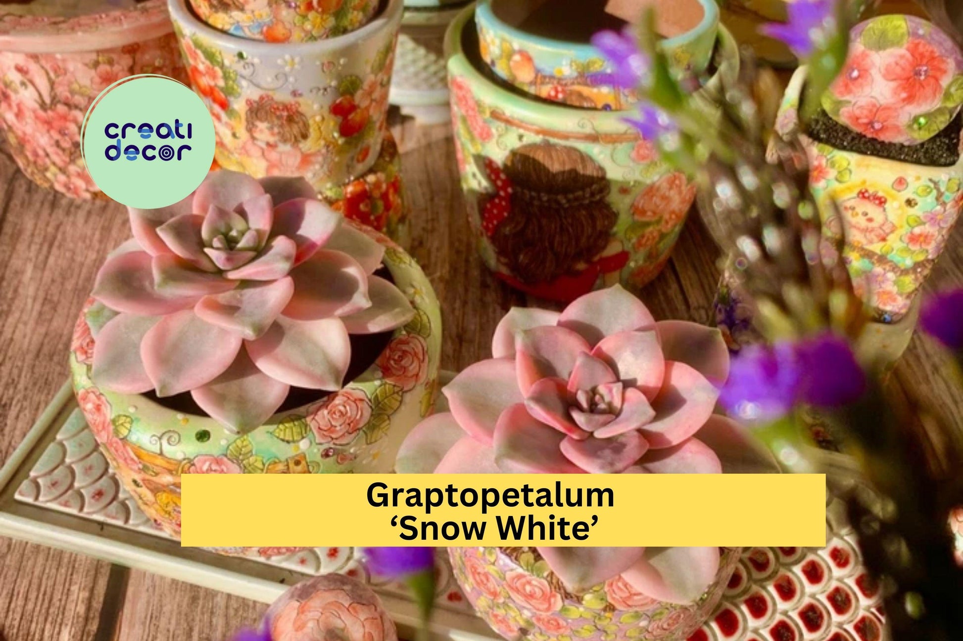 Graptopetalum ‘Snow White’ Variegated Succulent - Live Bare Root Plant for Indoor & Outdoor Decor