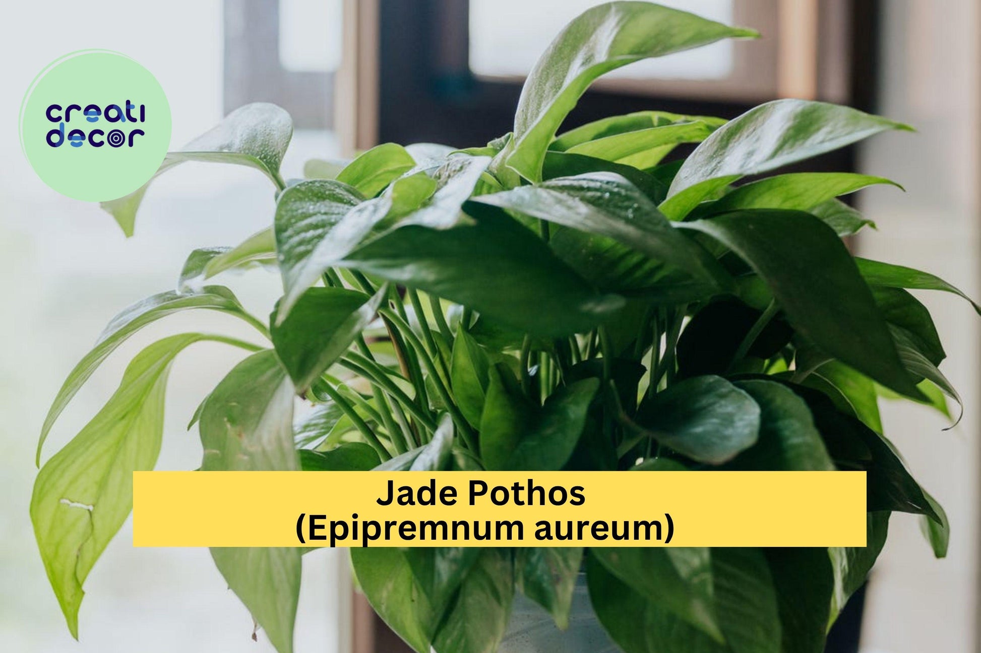 Jade Pothos Cutting Set – 10 Leaf Cuttings with Nodes & Air Roots – Epipremnum aureum Indoor Vining Plant for Home & Office