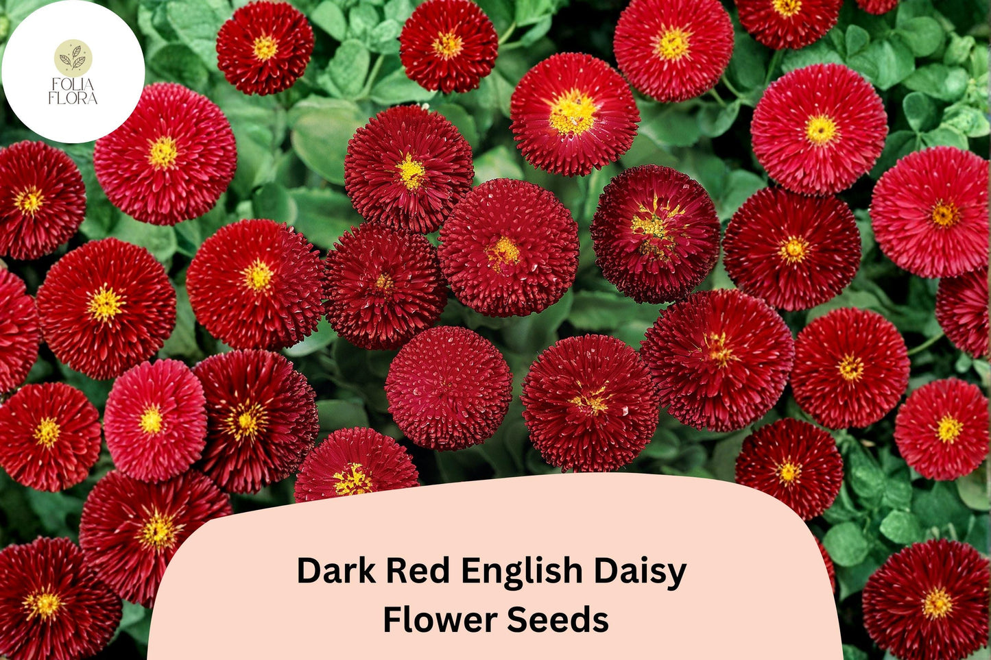 200+ Dark Red English Daisy Seeds | Bellis perennis Perennial Flower for Borders & Containers