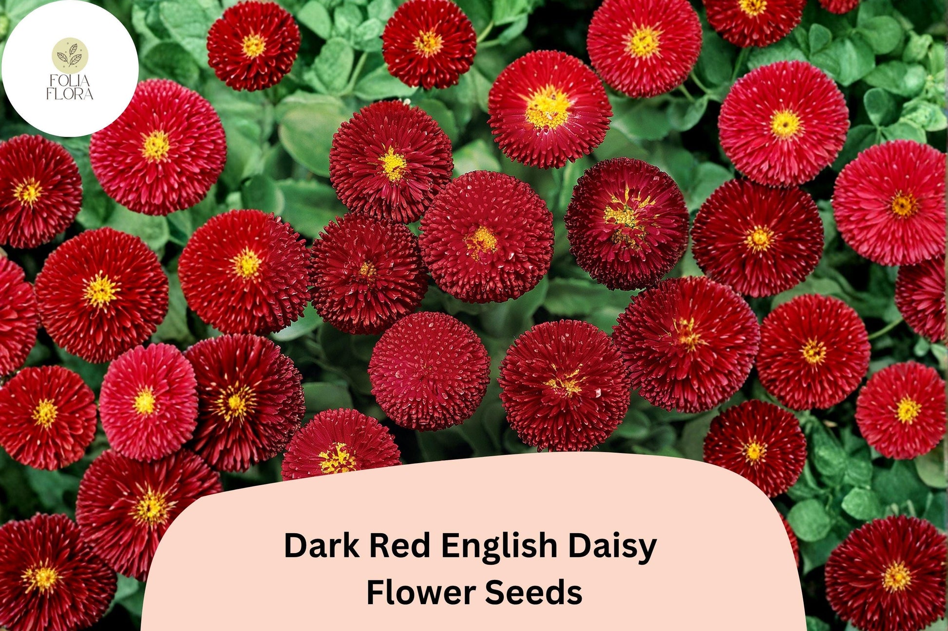 200+ Dark Red English Daisy Seeds | Bellis perennis Perennial Flower for Borders & Containers
