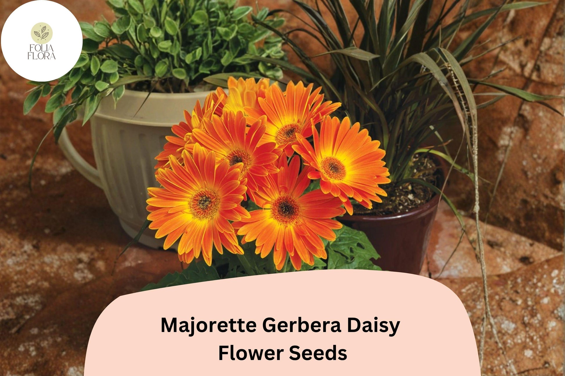 200+ Gerbera jamesonii Majorette Gerbera Daisy Seeds – Bright Colorful Blooms for Garden, Pots & Cut Flowers