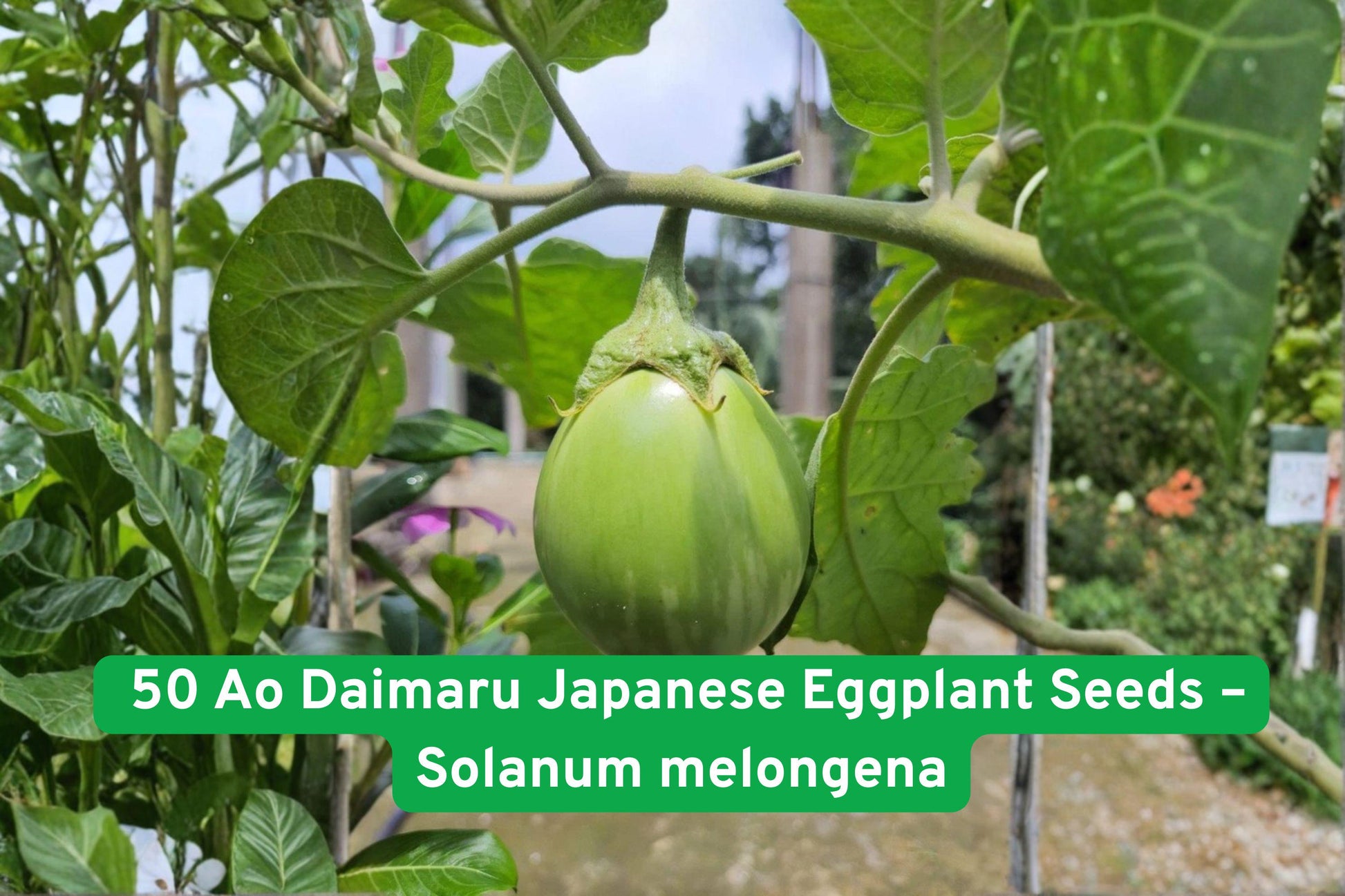 heirloom eggplant seeds, Japanese aubergine seeds, green eggplant variety, vegetable seed packets, cooking eggplant seeds, heirloom vegetable seeds, Asian cuisine eggplant, garden eggplant plants, seed for grilling, organic eggplant seeds, container gardening seeds, flavorful eggplant variety, warm climate vegetable seeds