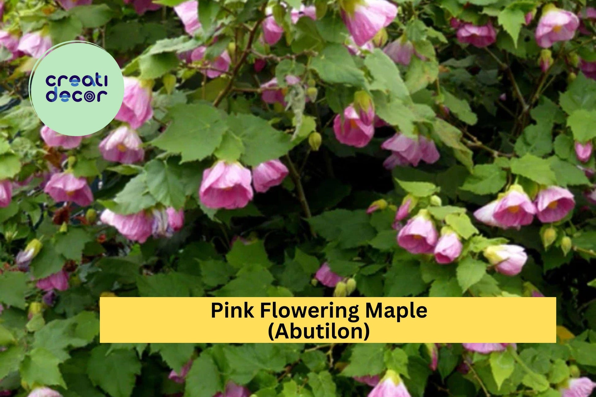 Abutilon Pink Flowering Maple Live Rooted Starter Plant, Ornamental Shrub with Lantern-Like Pink Blooms