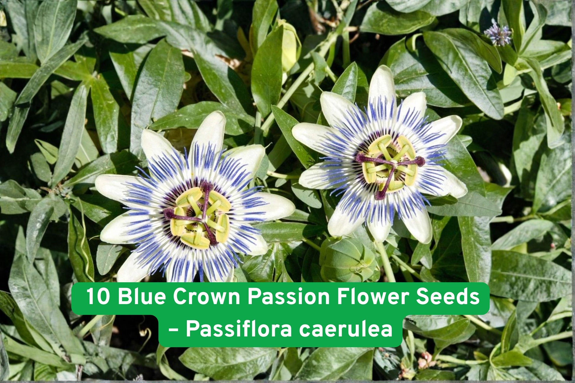 blue passion flower seeds, exotic vine seeds, tropical climbing plant, blue and white flowers, pollinator attracting seeds, fast-growing garden vine, container plant seeds, summer bloom seeds, fragrant flowering vine, edible fruit plant, outdoor garden seeds, indoor climbing plant, South American passion flower