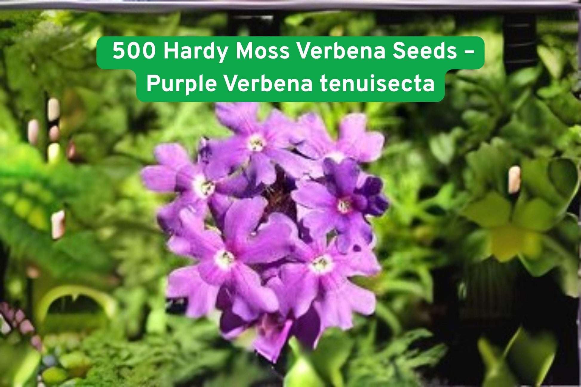 plant seeds, groundcover seeds, butterfly attractant, fragrant garden plant, violet verbena seeds, drought tolerant plant, perennial groundcover, spring bloom plant, cottage garden seeds, pollinator friendly, full sun plant, easy grow seeds, outdoor garden seeds