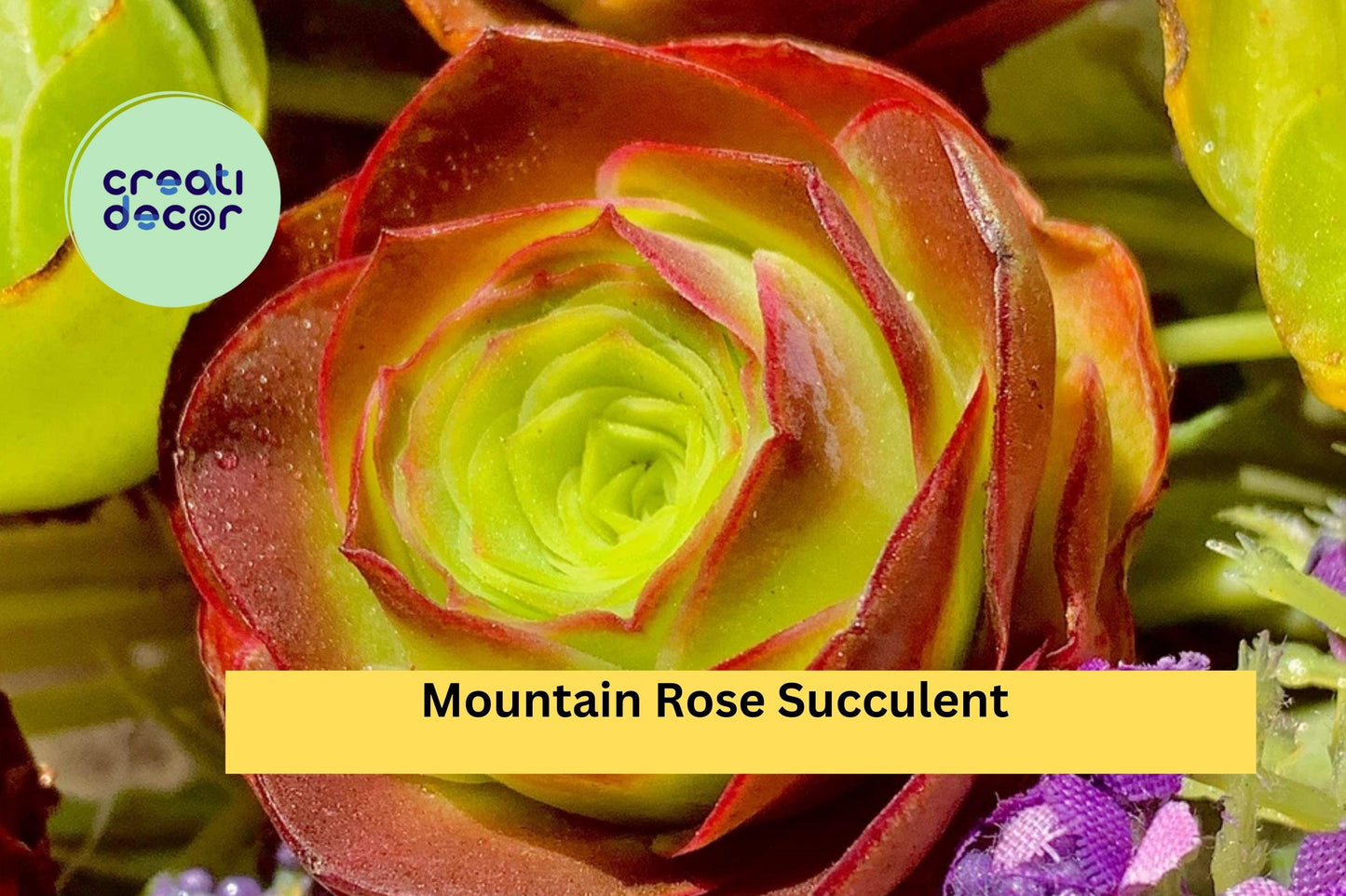 Mountain Rose Succulent Set | 6-Pack Echeveria ‘Mountain Rose’ Live Rosette Plants for Containers & Gifts