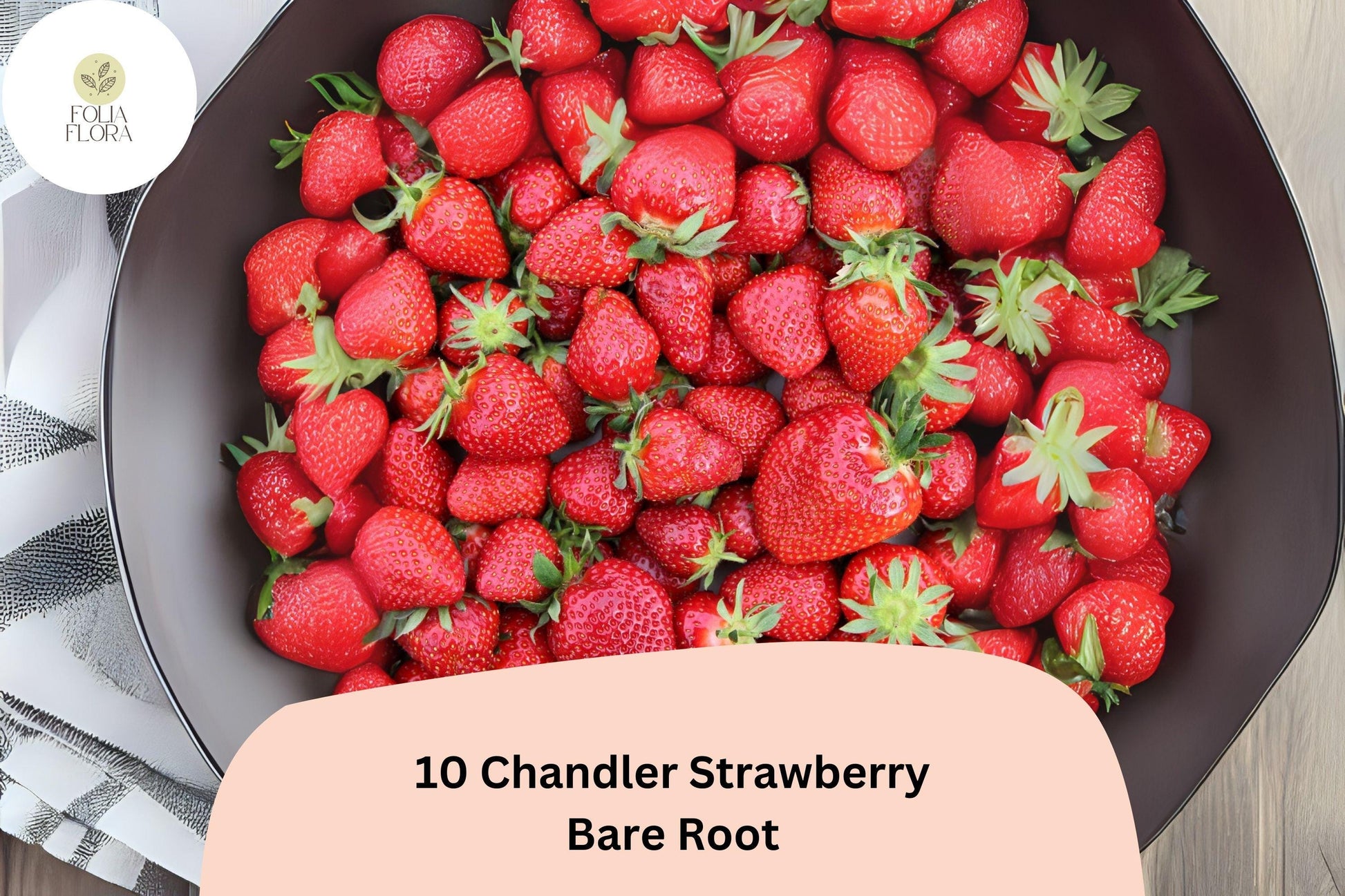 Chandler Strawberry Plants - Live Bare Root June Bearing Fragaria × ananassa Fruit, Red Berries, Perennial Garden Plant