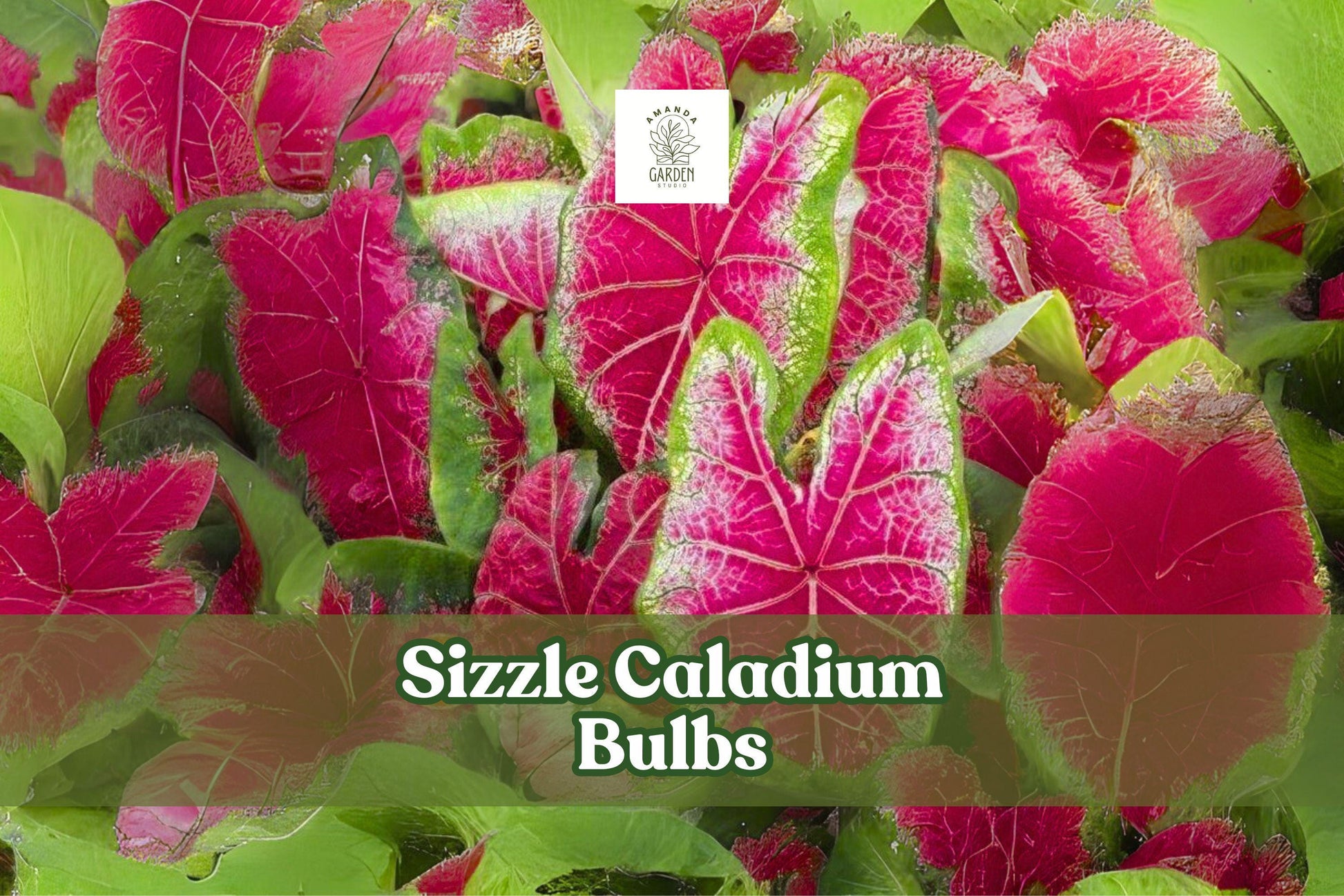 Sizzle Caladium Bulbs - Pink-Red Fancy Leaf Tropical Foliage - Caladium bicolor ‘Sizzle’ - 2 Live Tubers