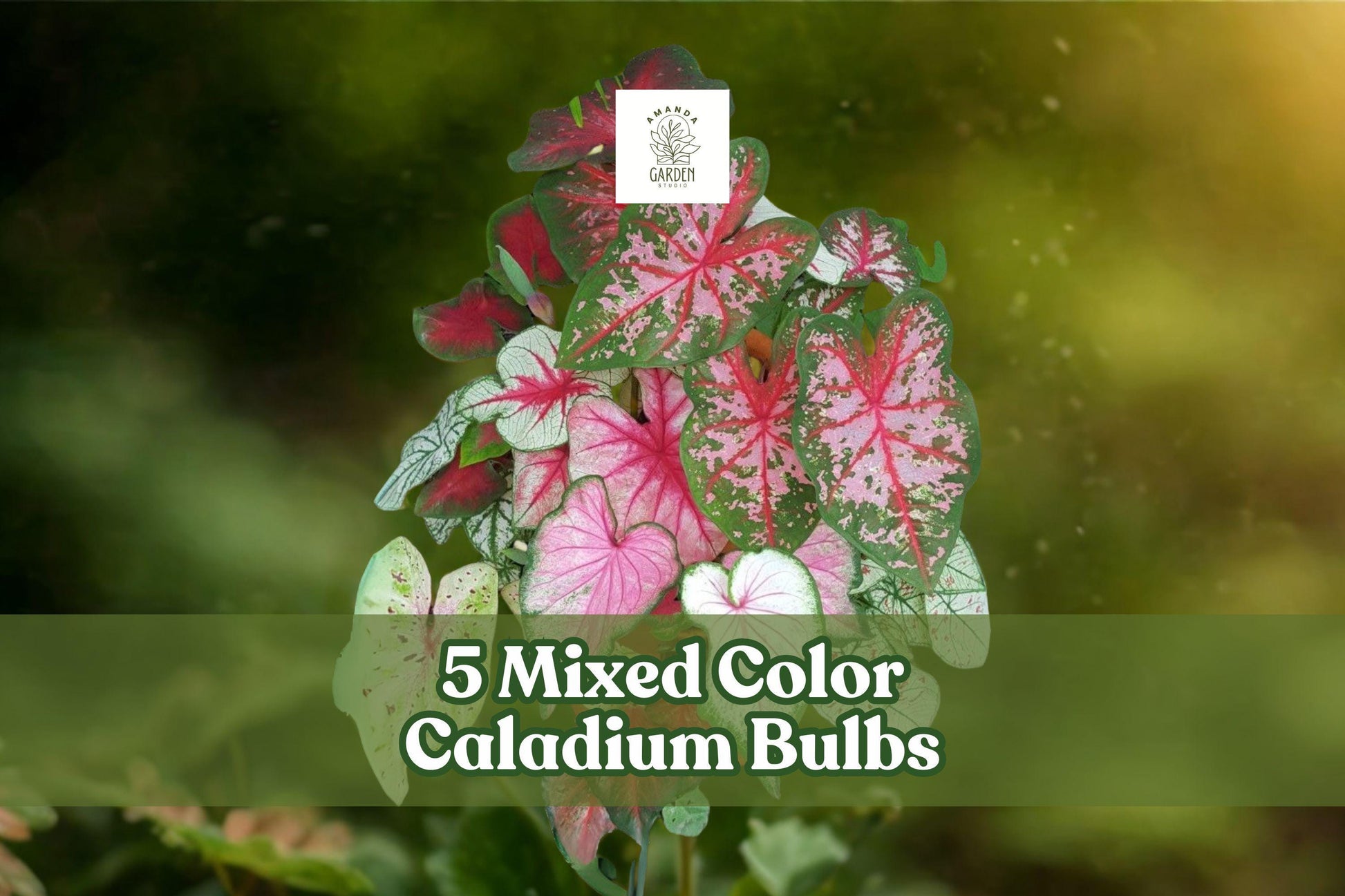 Mixed Caladium Bulbs - Fancy Leaf Colorful Foliage - Tropical Perennial Tubers - Caladium bicolor