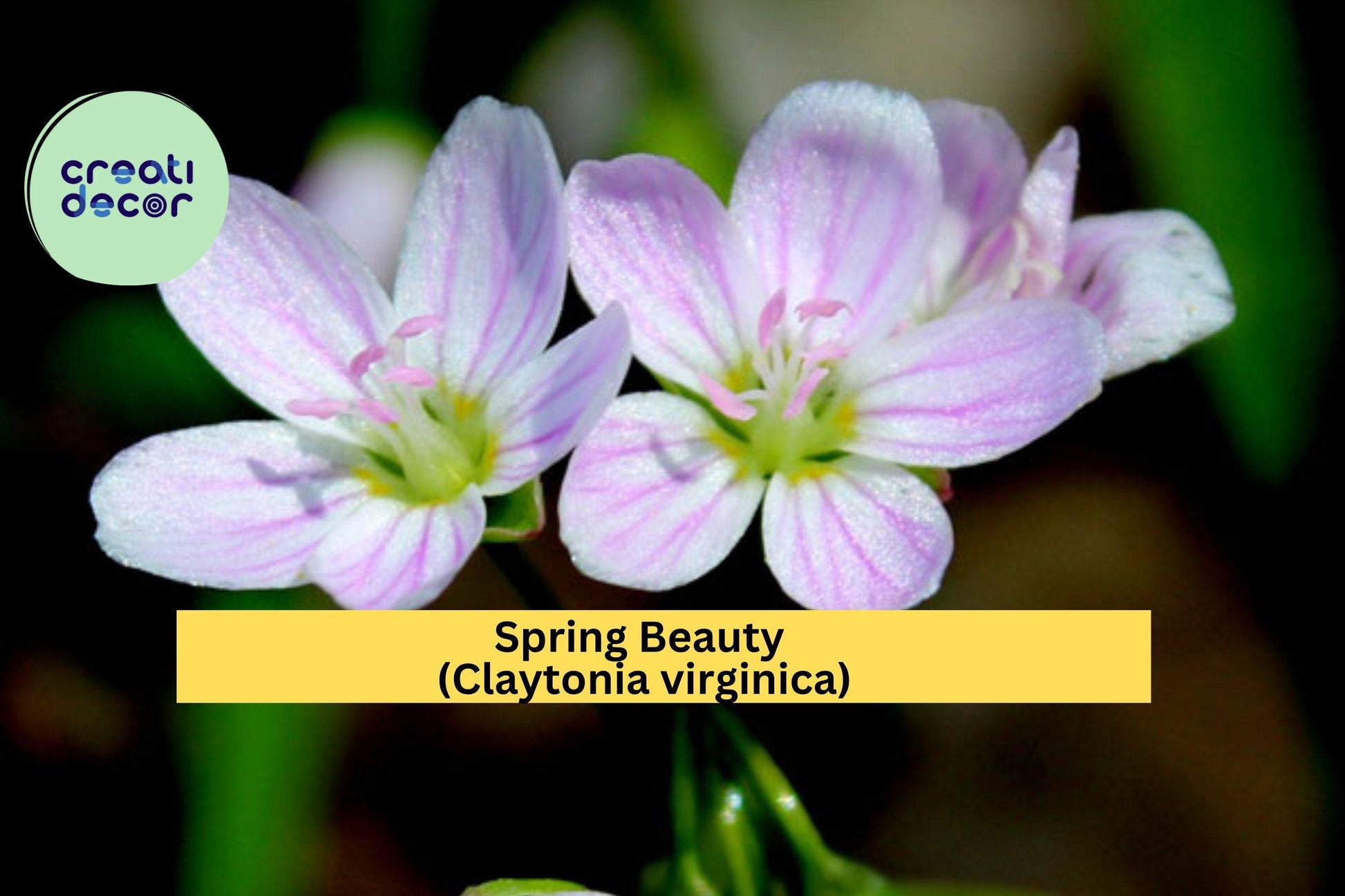 Spring Beauty Seeds – Claytonia virginica – 10 Native Woodland Wildflower Seeds for Shade Gardens & Early Spring Blooms