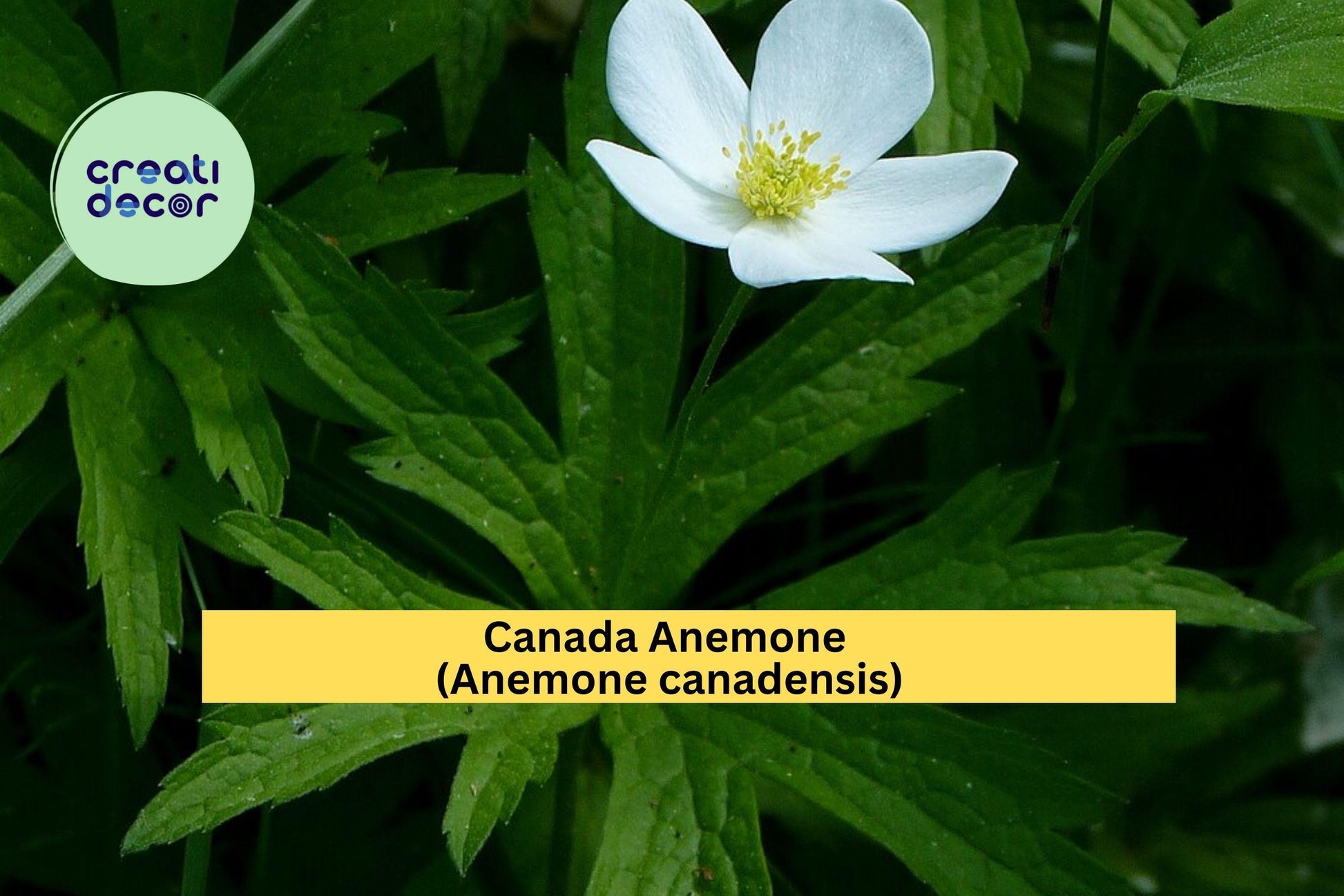 Canada Anemone Seeds – Anemone canadensis – 100 Wildflower Seeds for Native Gardens, Pollinator & Woodland Gardens