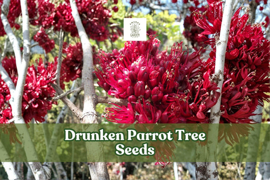 10 Drunken Parrot Tree Seeds - Exotic Red Bloom, Schotia brachypetala, Ornamental Flowering Tree Seeds