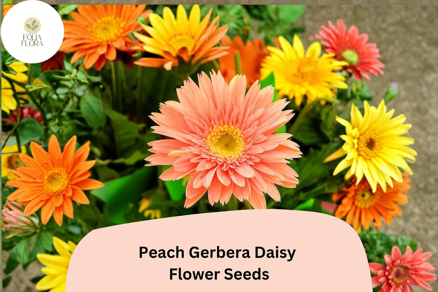 200+ Peach Gerbera Daisy Seeds | Gerbera jamesonii Flower Seeds for Garden, Borders, Pots, Cut Flowers