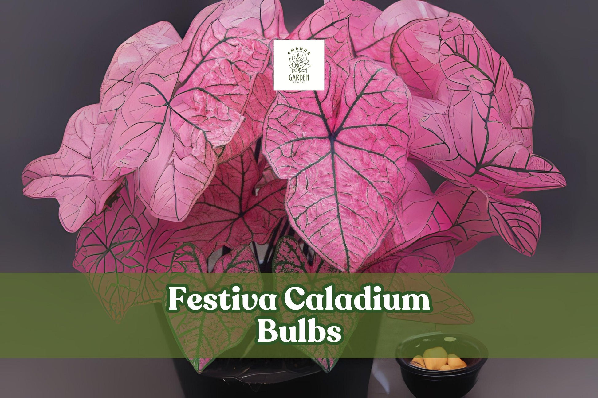 Festiva Caladium Bulbs 6 Pack | Fancy Leaf Tropical Foliage | Caladium bicolor ‘Festiva’