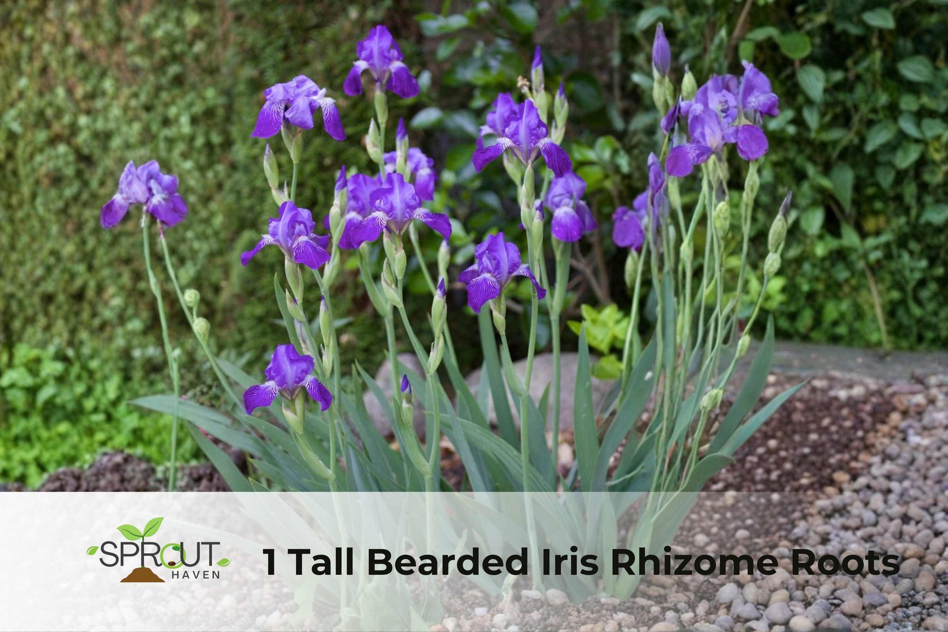 Tall Bearded Iris Rhizome – 2-Tone Purple Perennial Flower for Garden Borders & Containers