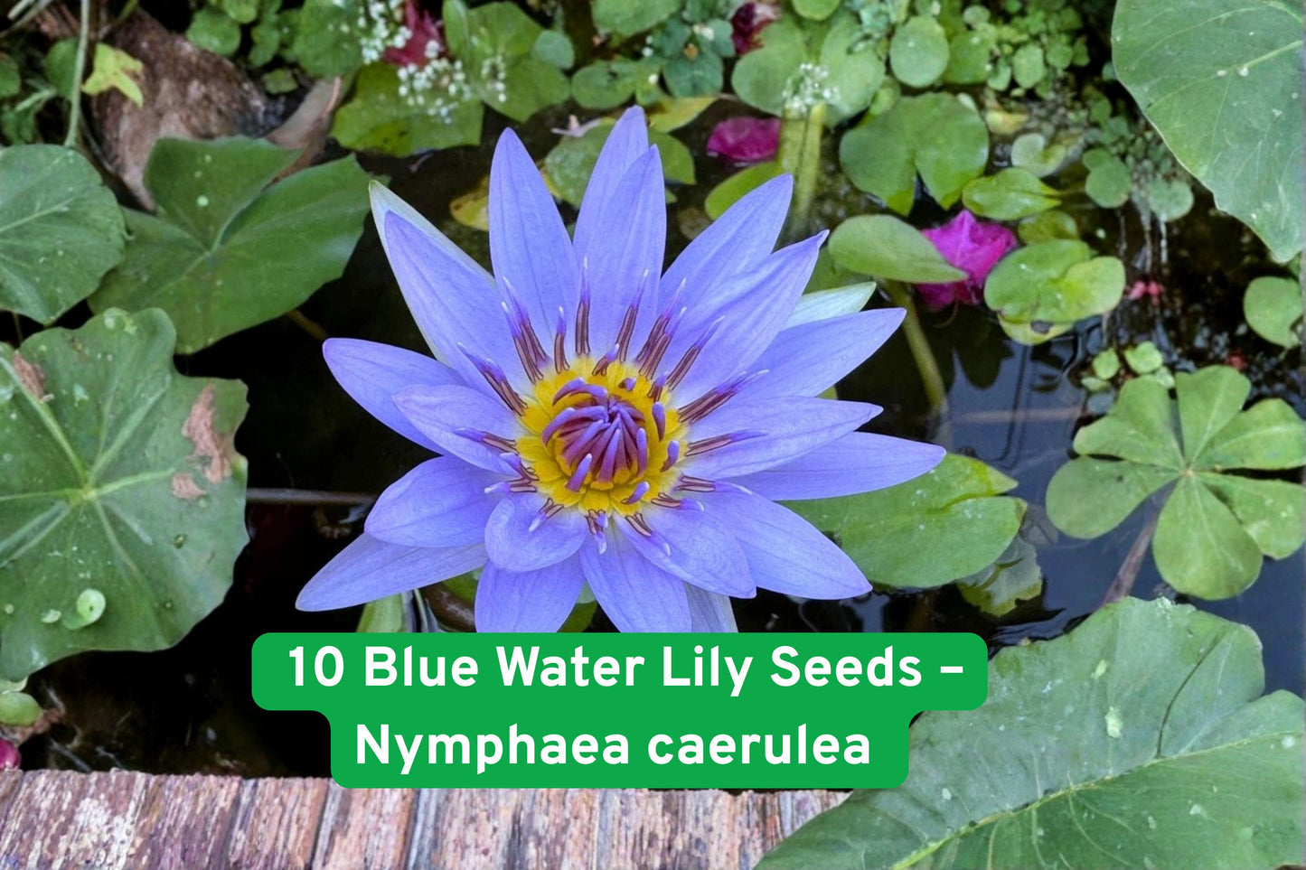 Blue Water Lily Seeds, Sacred Lotus Seeds, Aquatic Pond Plant, Tropical Water Lily, Blue Flower Seeds, Water Garden Plant, Pond Lily Seeds, Exotic Water Lily, Lotus Flower Seeds, Container Pond Plant, Water Garden Decor, Aquatic Flower Seeds, Pond Plant Seeds