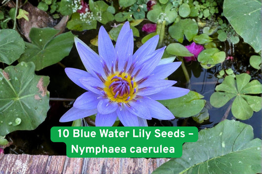 Blue Water Lily Seeds, Sacred Lotus Seeds, Aquatic Pond Plant, Tropical Water Lily, Blue Flower Seeds, Water Garden Plant, Pond Lily Seeds, Exotic Water Lily, Lotus Flower Seeds, Container Pond Plant, Water Garden Decor, Aquatic Flower Seeds, Pond Plant Seeds