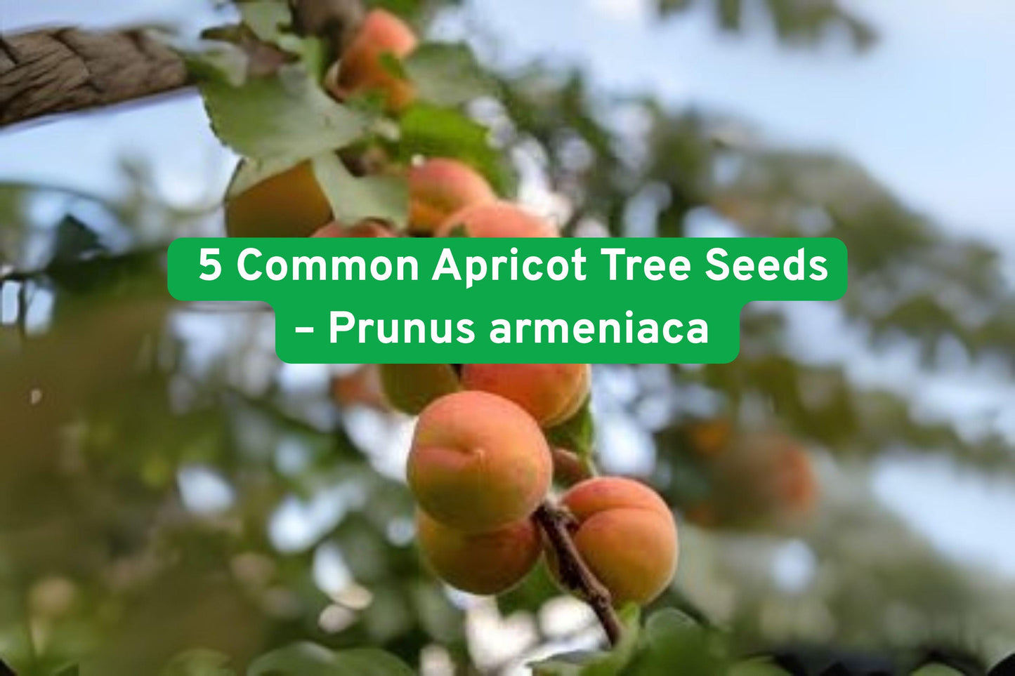 Apricot tree seeds, fruit tree seeds, flowering plant seeds, edible fruit seeds, ornamental tree seeds, cold stratification seeds, backyard orchard, beginner gardening seeds, fruiting tree seeds, pink blossom seeds, summer harvest seeds, zone 5-9 seeds, gift for gardeners