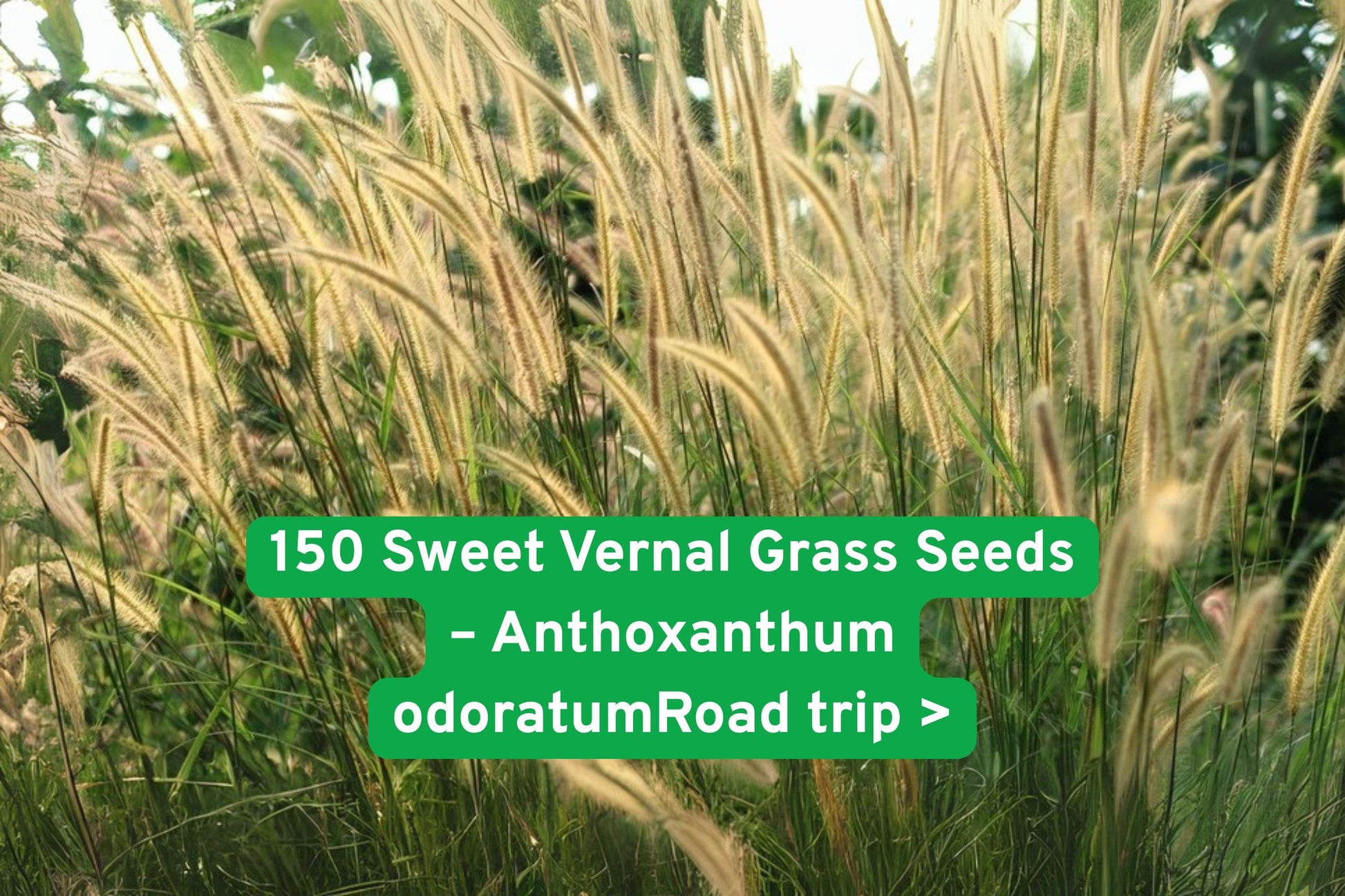 Sweet Vernal Grass Seeds, Vanilla Scented Grass, Ornamental Garden Grass, Fragrant Perennial Seeds, Rustic Landscape Grass, Dried Flower Grass, Spring Bloom Seeds, Full Sun Grass Seeds, Drought Tolerant Seeds, Border Plant Seeds, Naturalized Garden Grass, Seed for Arrangements, Easy Grow Grass Seeds
