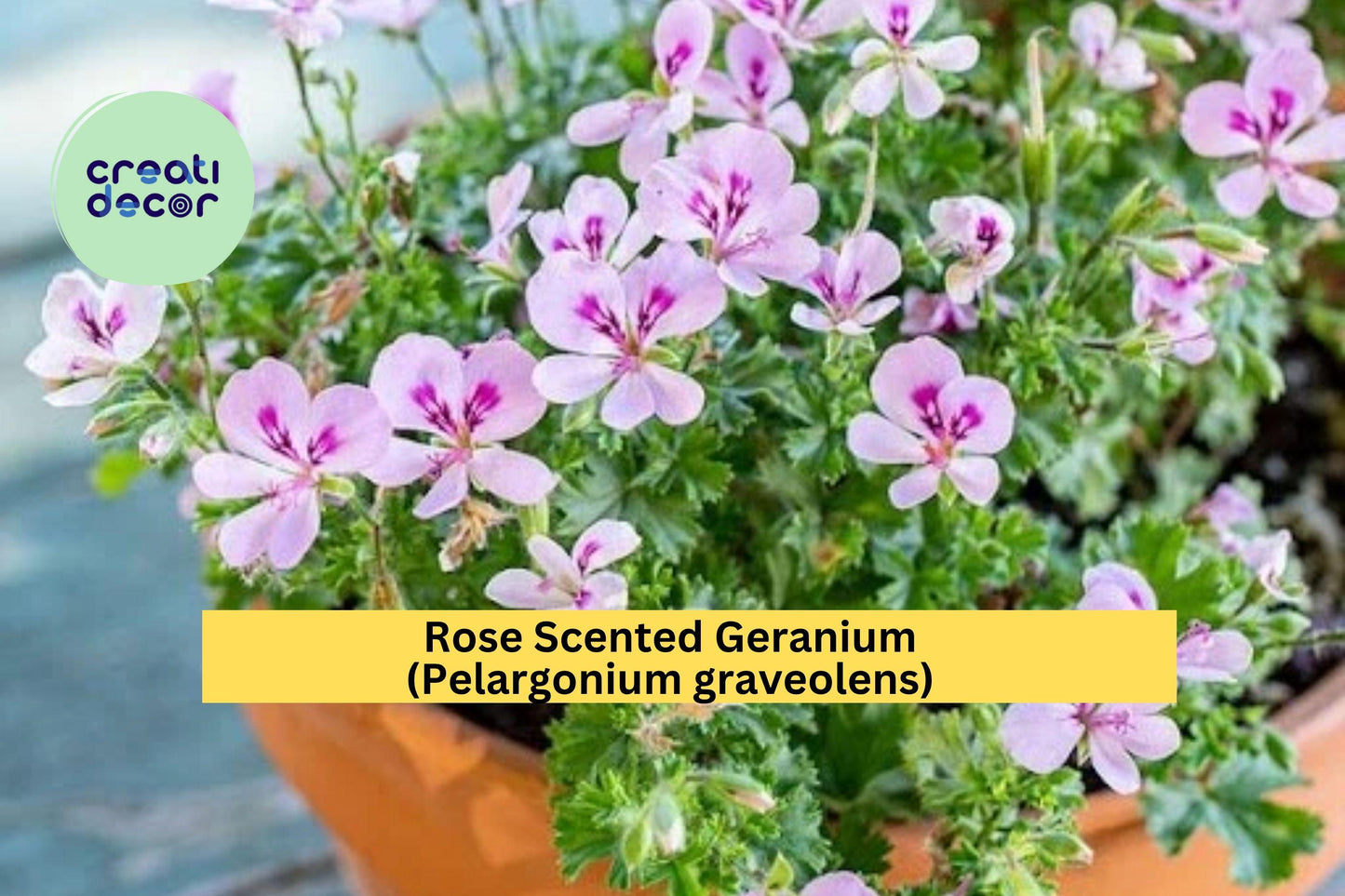 Rose Scented Geranium Cuttings Set of 6 – Pelargonium graveolens Fragrant Herb for Garden & Indoor Pots