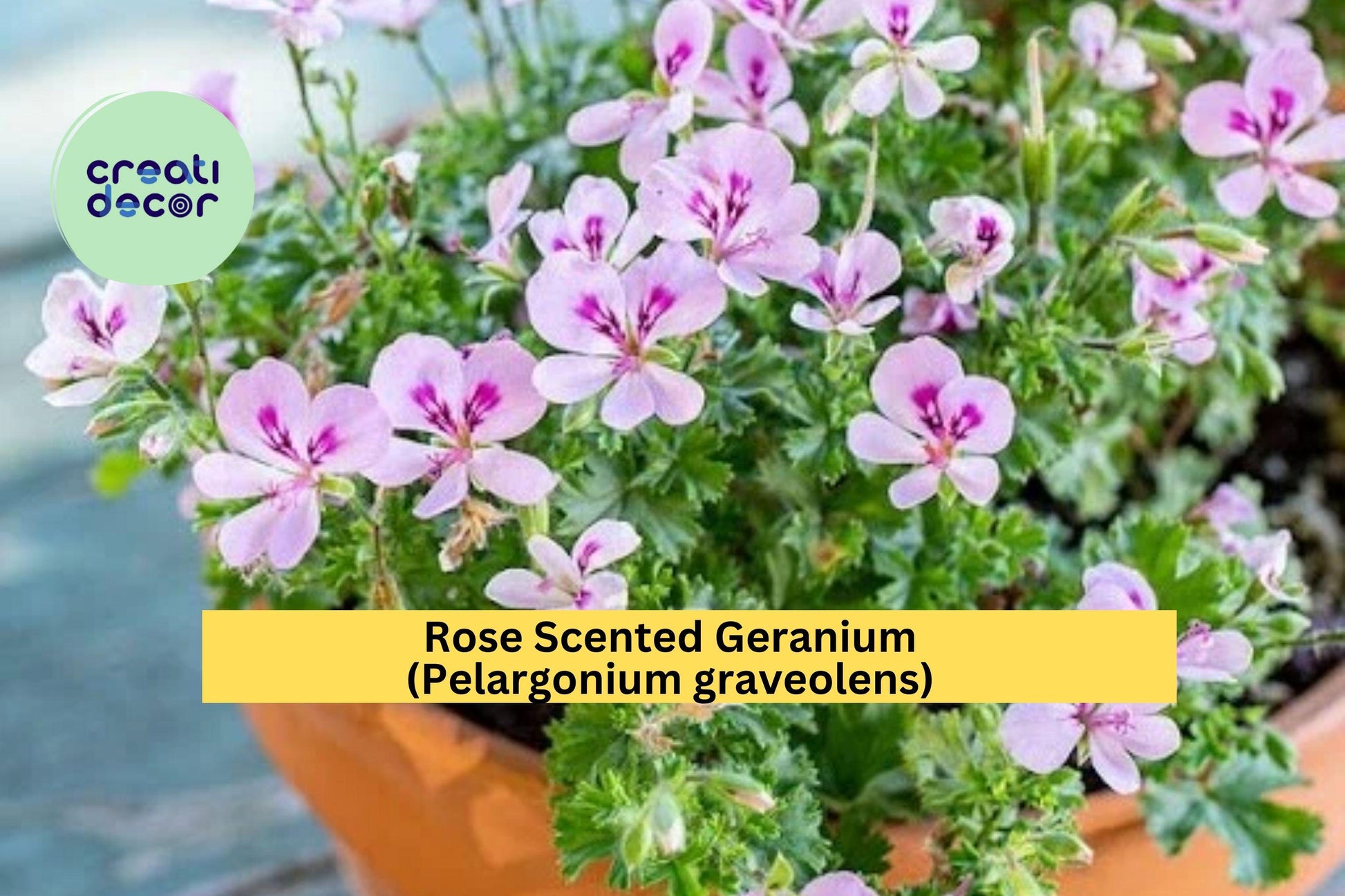 Rose Scented Geranium Cuttings Set of 6 – Pelargonium graveolens Fragrant Herb for Garden & Indoor Pots