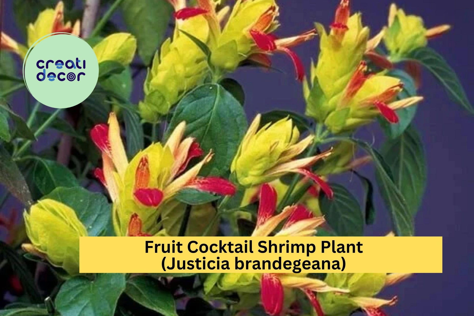 Live Rooted Fruit Cocktail Shrimp Plant Starter | Justicia brandegeana | Tropical Ornamental Flowering Perennial
