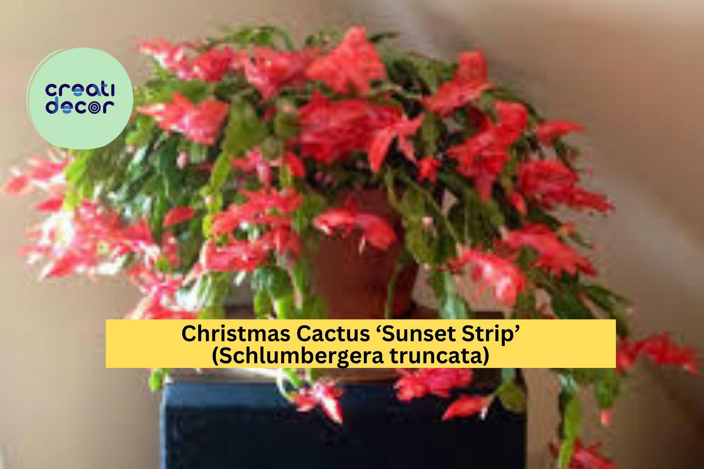 Live Christmas Cactus ‘Sunset Strip’ Starter Plant – Schlumbergera truncata with Vibrant Orange-Pink Blooms