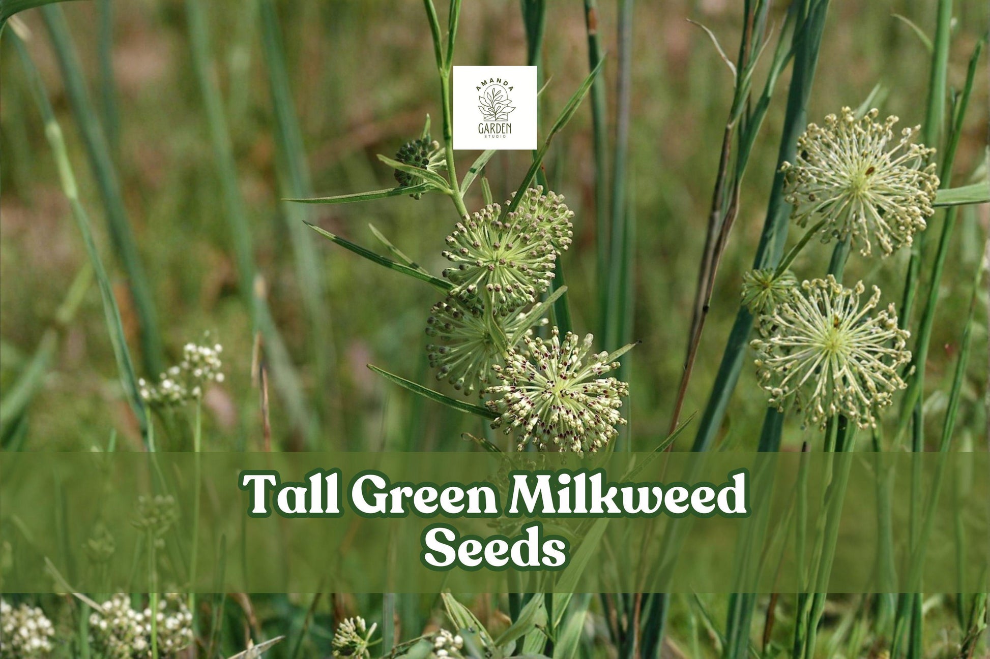 50 Tall Green Milkweed Seeds | Native Asclepias hirtella for Monarchs & Pollinators | Drought-Tolerant Wildflower Seeds