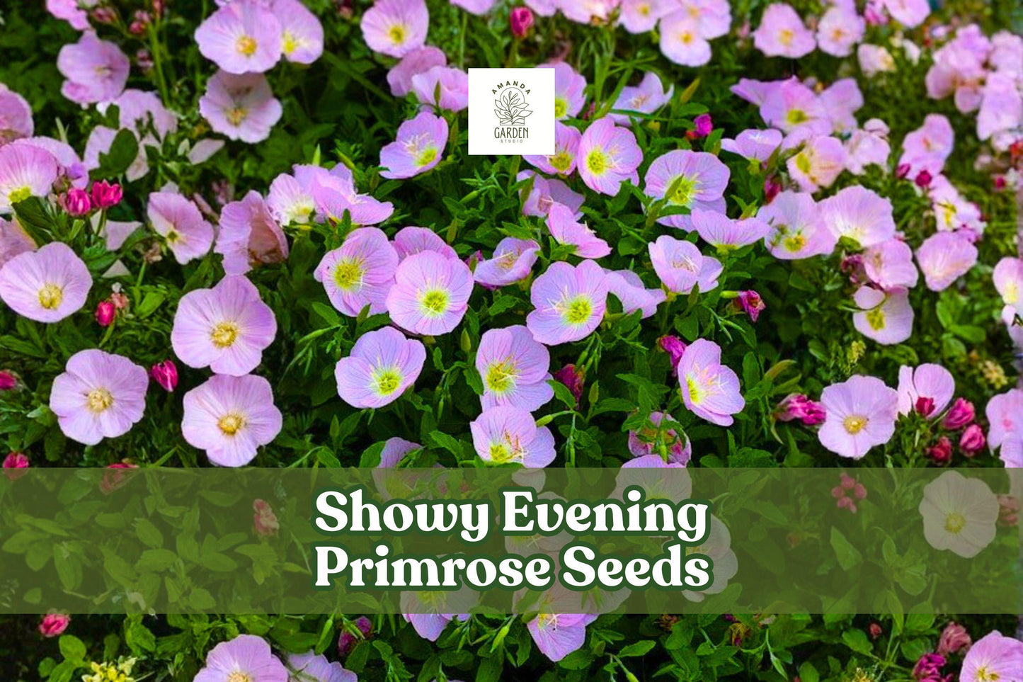 200 Showy Evening Primrose Seeds | Pink Wildflower, Drought Tolerant, Pollinator-Friendly | Oenothera speciosa