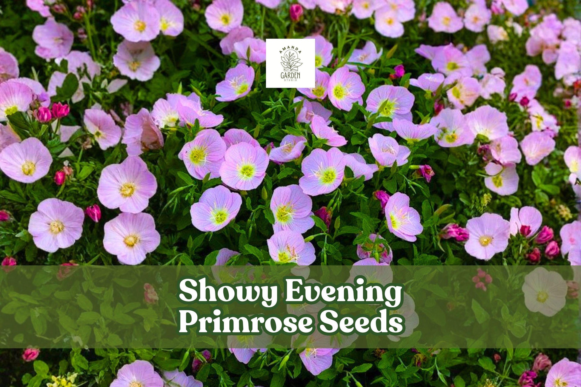 200 Showy Evening Primrose Seeds | Pink Wildflower, Drought Tolerant, Pollinator-Friendly | Oenothera speciosa