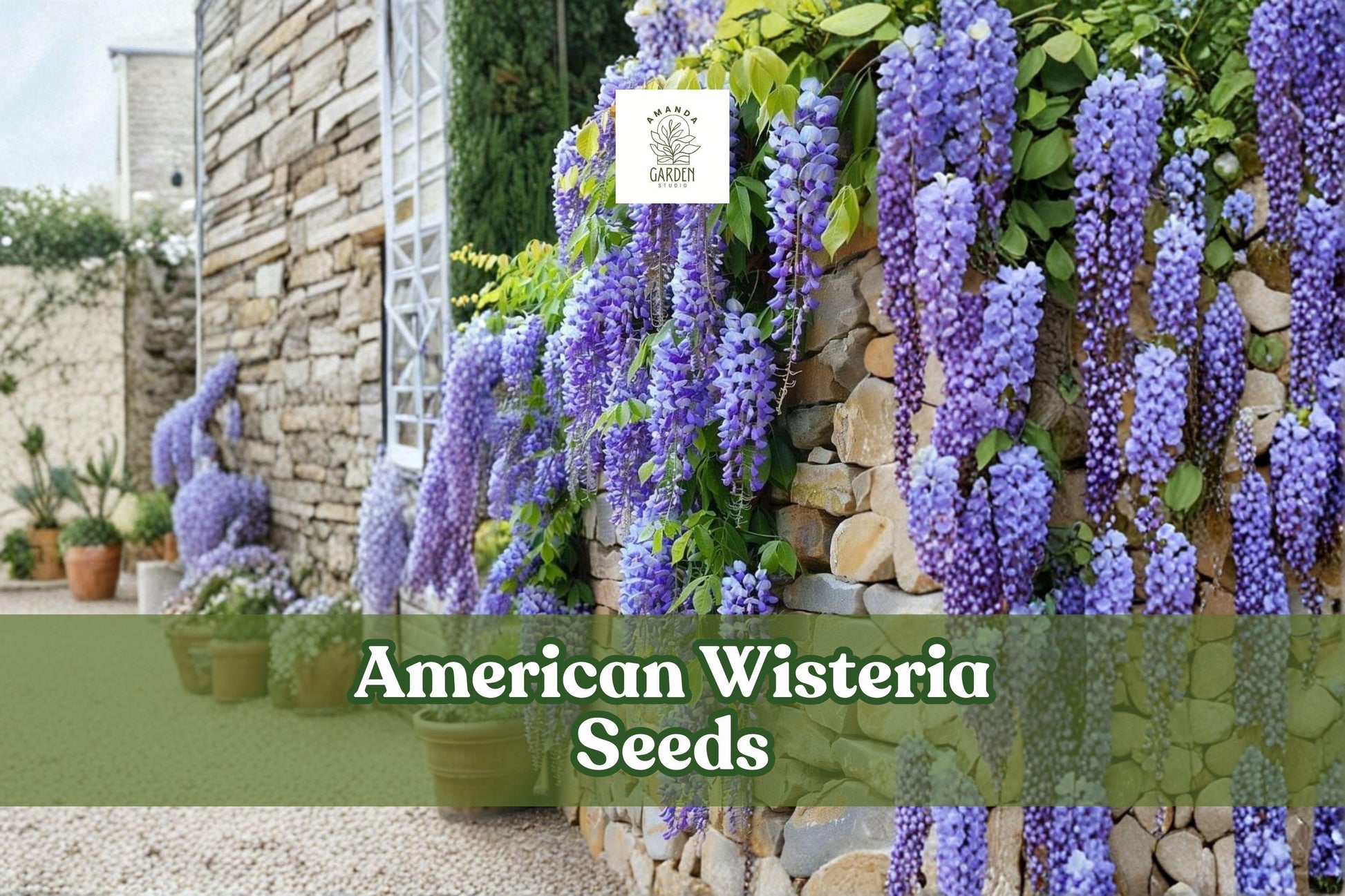 American Wisteria Seeds | Wisteria frutescens | Non-Invasive Native Vine | Purple Lavender Blooms | Easy to Grow