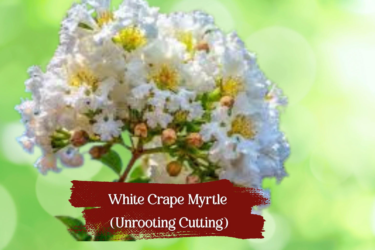 White Bloom Crape Myrtle Cuttings – Lagerstroemia indica Propagation Unrooted Hardwood & Semi-Hardwood