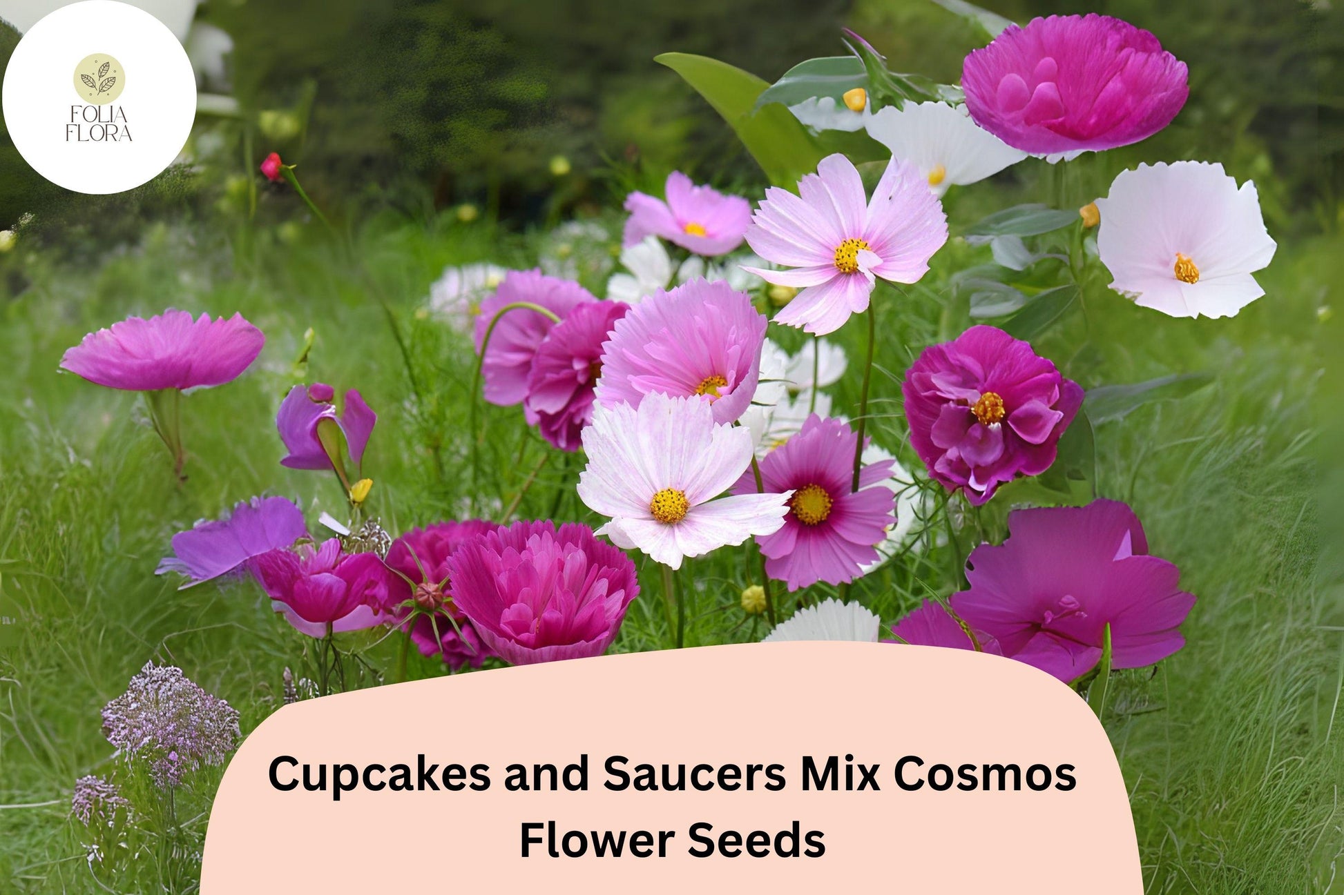 Cupcakes & Saucers Cosmos Seeds | Mixed Colors, Easy Grow, Semi-Double Collarette Flowers | Cosmos bipinnatus