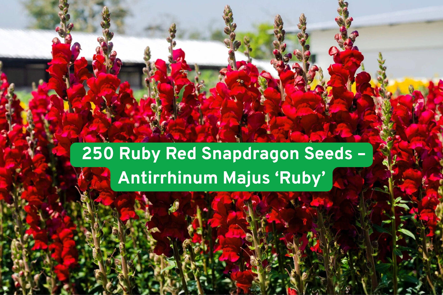 snapdragon seeds, ruby red flowers, tall garden plants, cut flower blooms, annual flowering plants, pollinator friendly plants, hummingbird attractant, easy grow seeds, spring fall blooms, vibrant garden flowers, flower bed plants, reseeding annuals