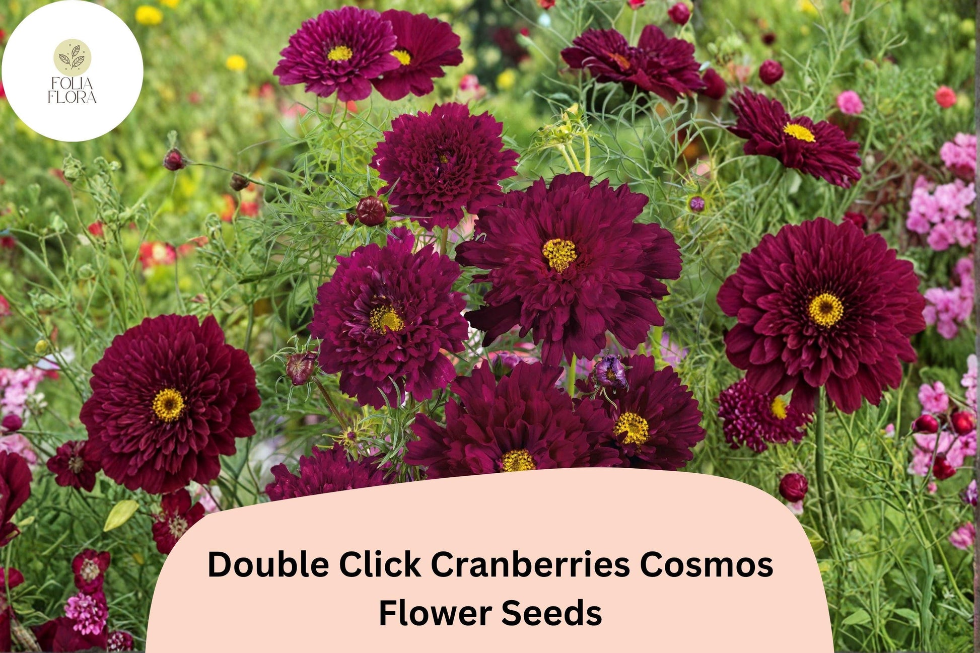 Cranberry Red Cosmos Seeds | Double Click Bipinnatus Flower Annual for Pollinator Gardens & Cut Flowers