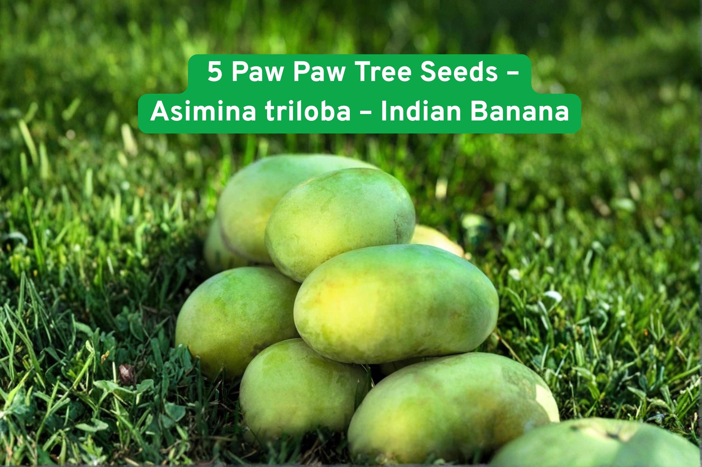 Paw Paw Tree Seeds, Indian Banana Seeds, Purple Flower Seeds, Edible Fruit Tree, Zone 5-9 Fruit, Tropical Fruit Seeds, Unique Garden Plant, Fruit Orchard Tree, Fall Harvest Seeds, Full Sun Plant, Deciduous Fruit Tree, Rare Fruit Seeds