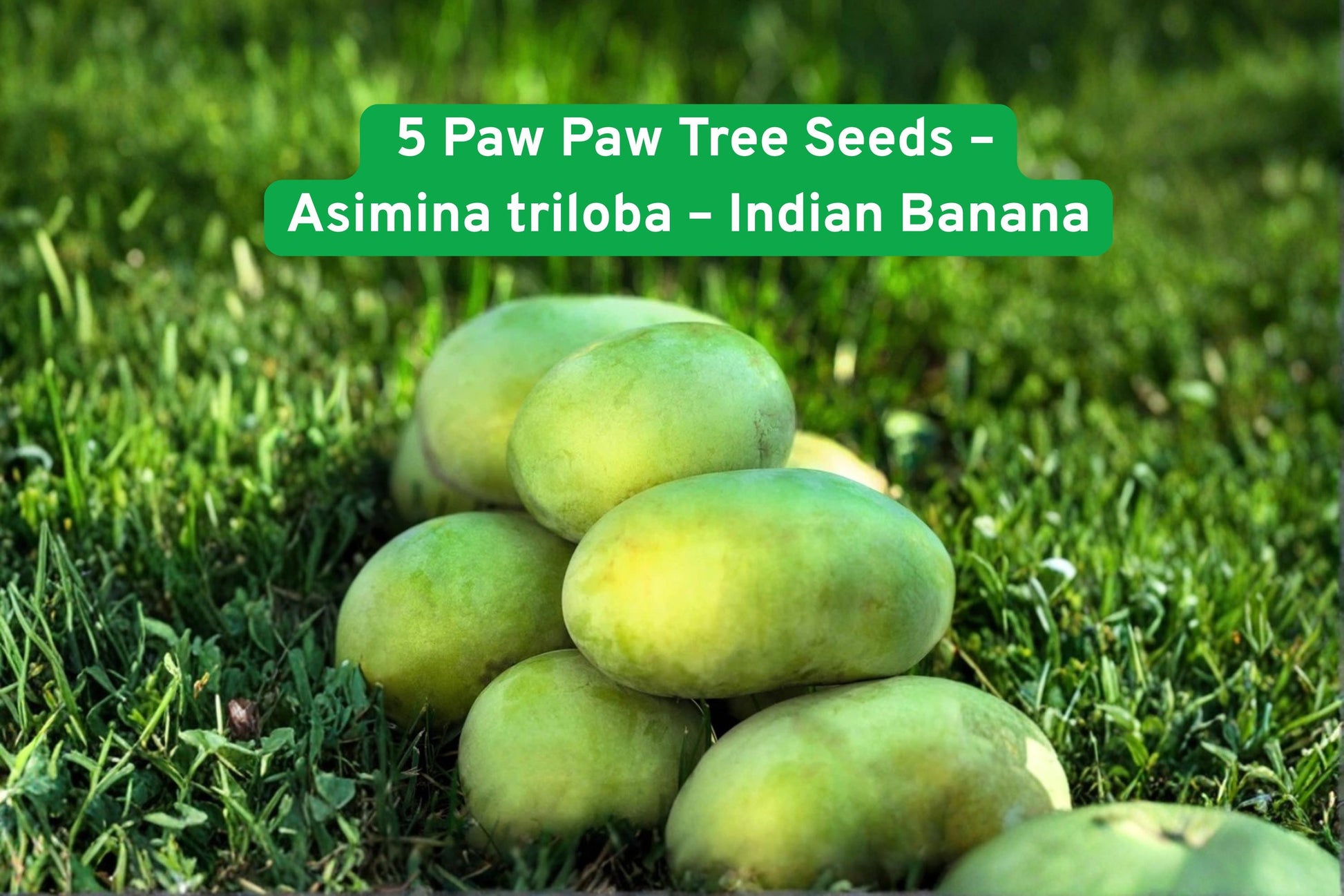 Paw Paw Tree Seeds, Indian Banana Seeds, Purple Flower Seeds, Edible Fruit Tree, Zone 5-9 Fruit, Tropical Fruit Seeds, Unique Garden Plant, Fruit Orchard Tree, Fall Harvest Seeds, Full Sun Plant, Deciduous Fruit Tree, Rare Fruit Seeds