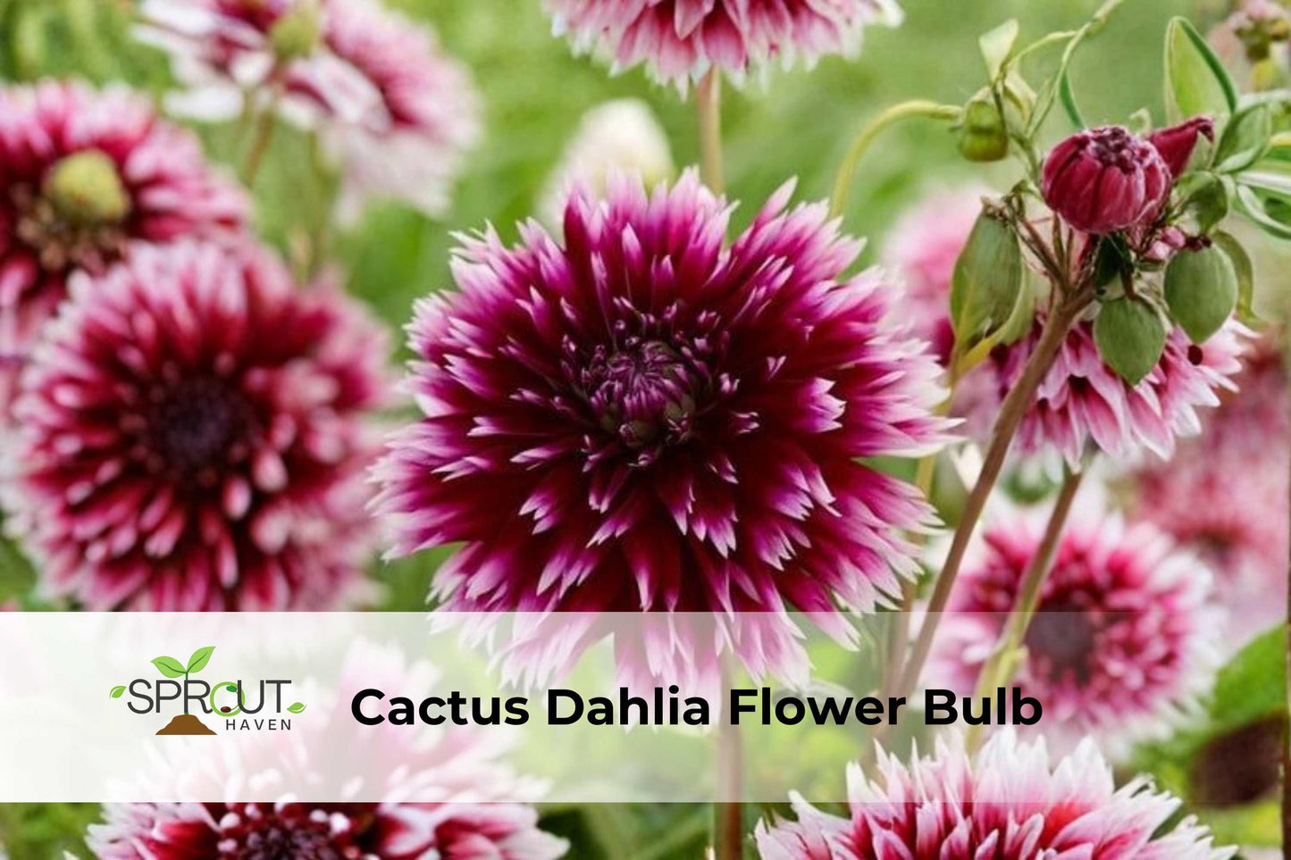 Alauna Clair Obscur Dahlia Tuber – Purple & White Cactus Flower Bulb for Borders, Containers & Cut Flowers