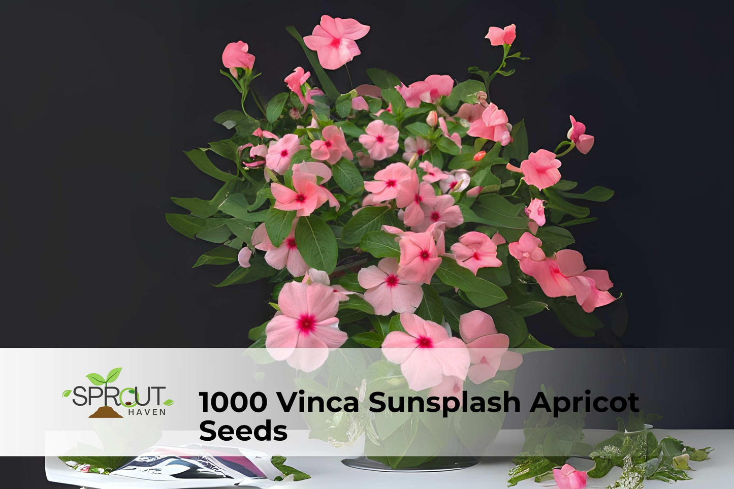 Vinca Seeds 1000 Sunsplash Apricot Catharanthus roseus Annual Bedding Flowers for Borders, Pots & Landscaping