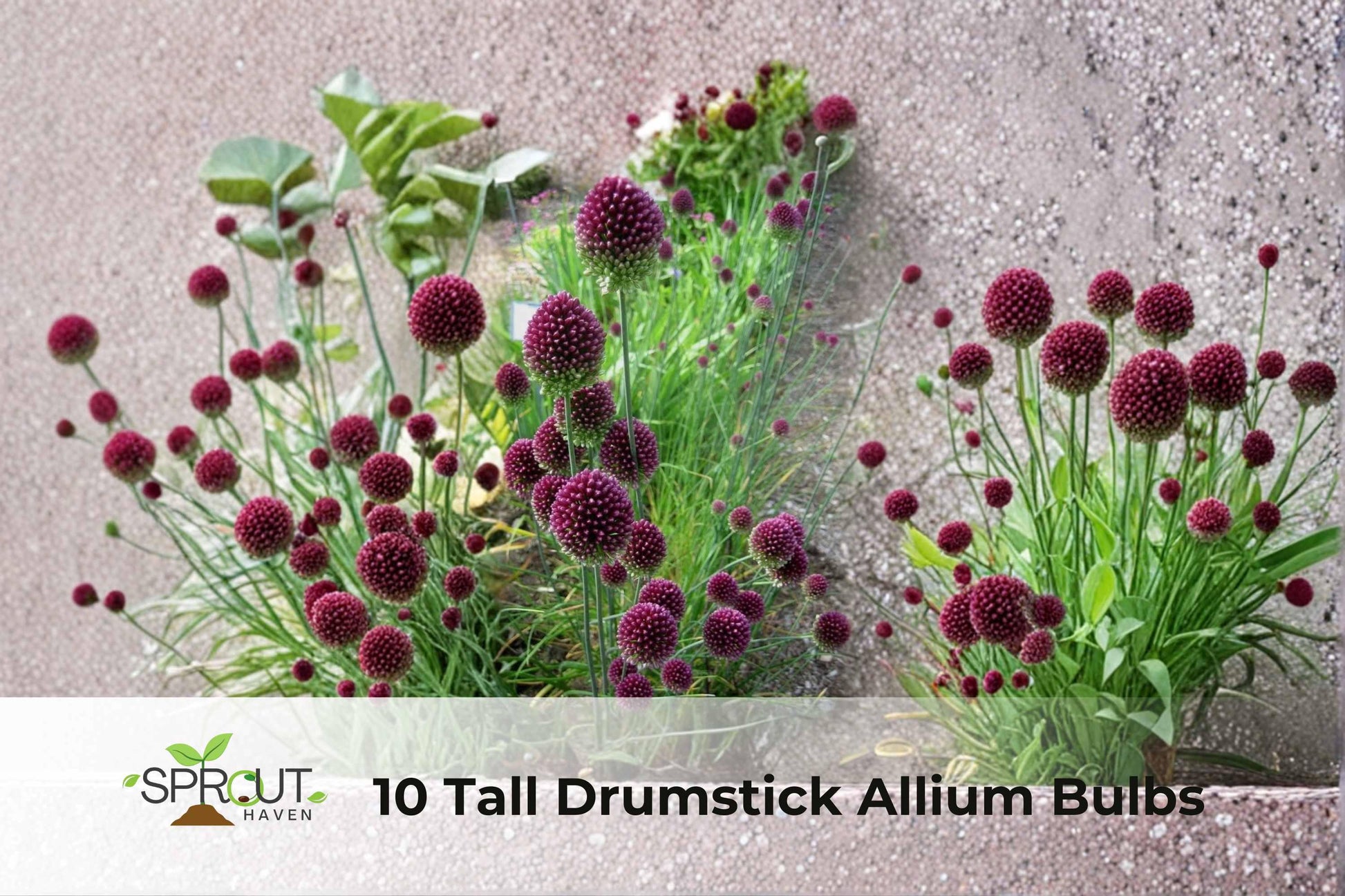 10 Tall Drumstick Allium Bulbs | Green-Purple Spring Blooms | Hardy Perennial Ornamental Flowers | Allium spp.