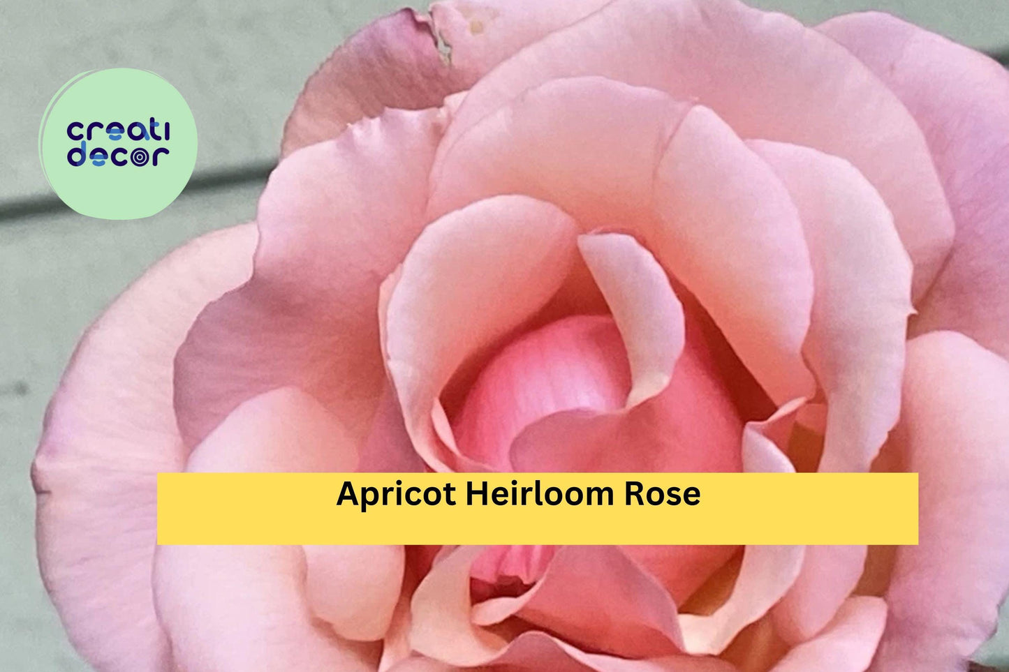 Apricot Heirloom Rose Stem Cuttings – Fragrant Vintage Garden Rose with Soft Apricot Blooms – Rosa spp.