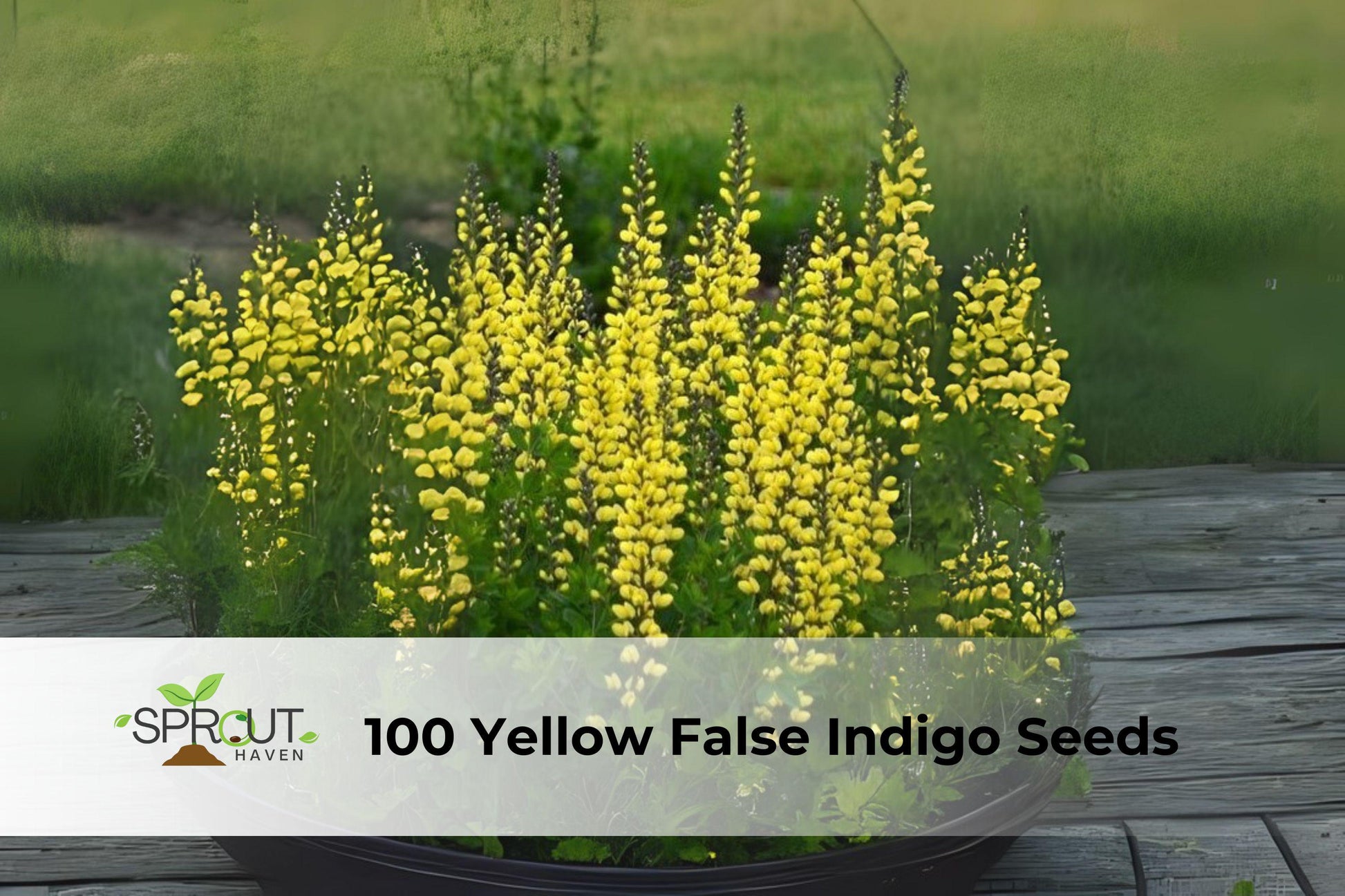 Yellow False Indigo Seeds | Baptisia sphaerocarpa Perennial Wildflower for Pollinator Gardens & Native Landscapes