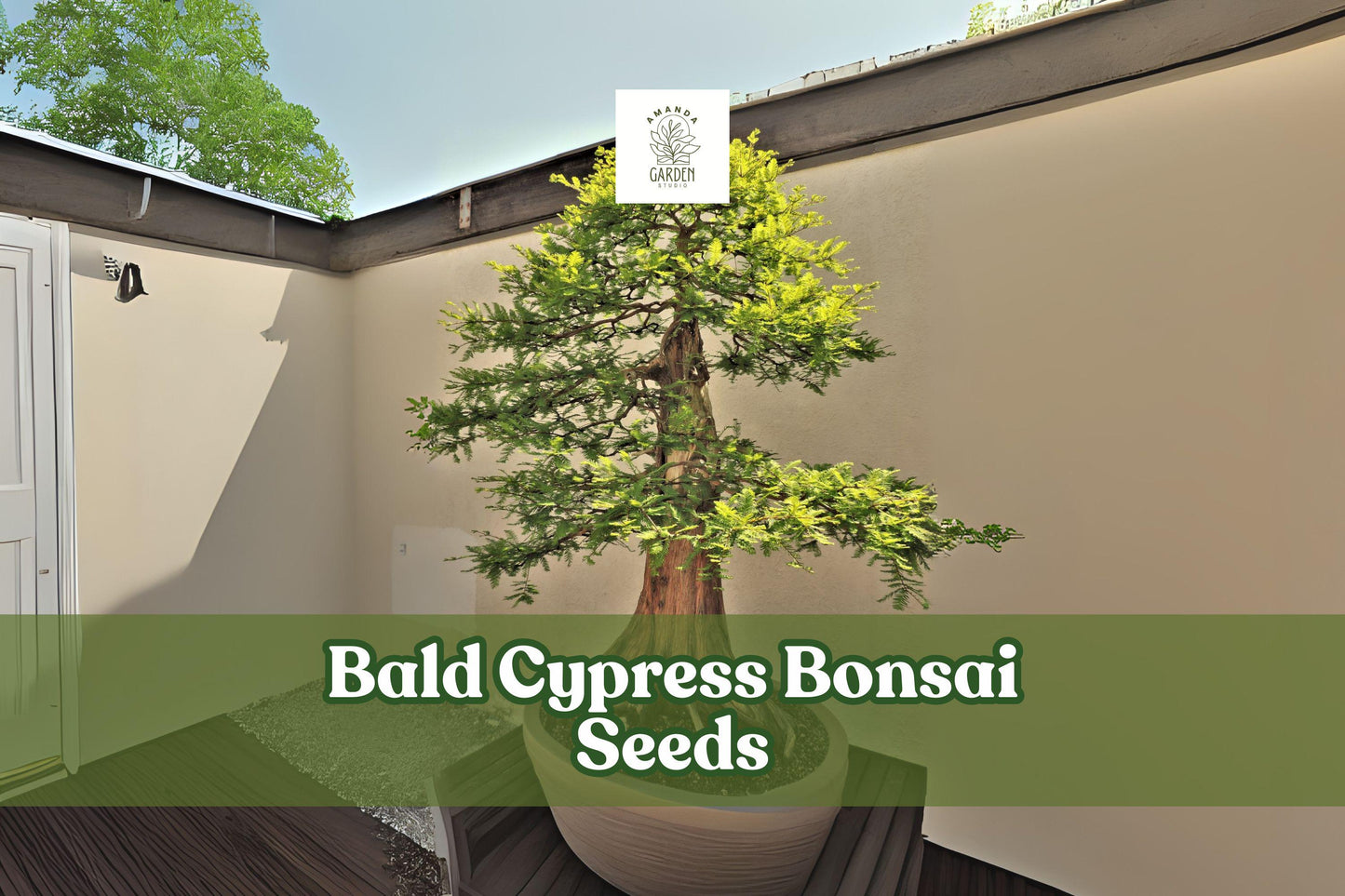 Bald Cypress Bonsai Seeds, Ornamental Conifer, Taxodium distichum, Hardy, Wet Soil Tolerance, 10 Seeds