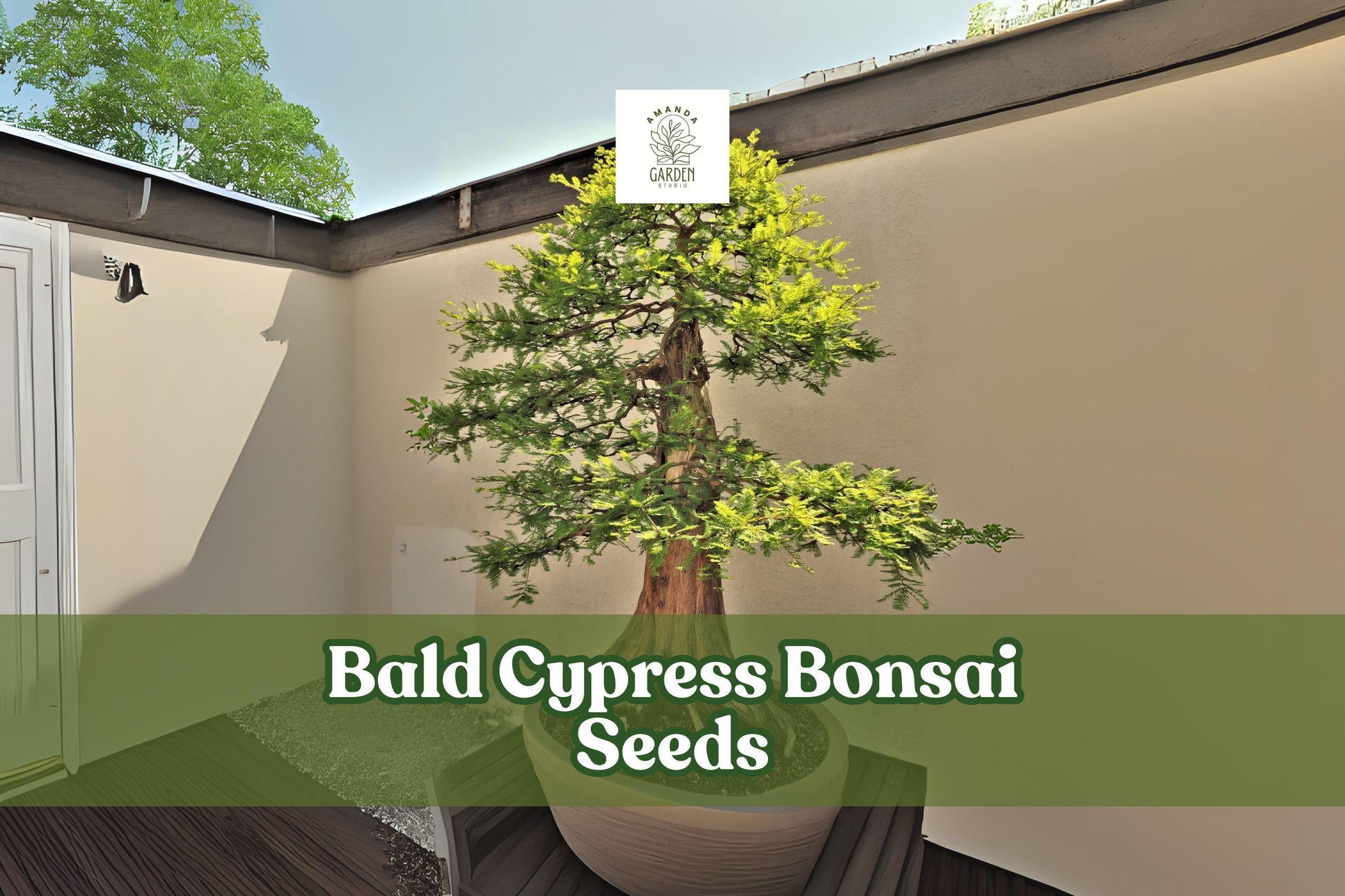Bald Cypress Bonsai Seeds, Ornamental Conifer, Taxodium distichum, Hardy, Wet/Dry Soil Tolerance, 10 Seeds