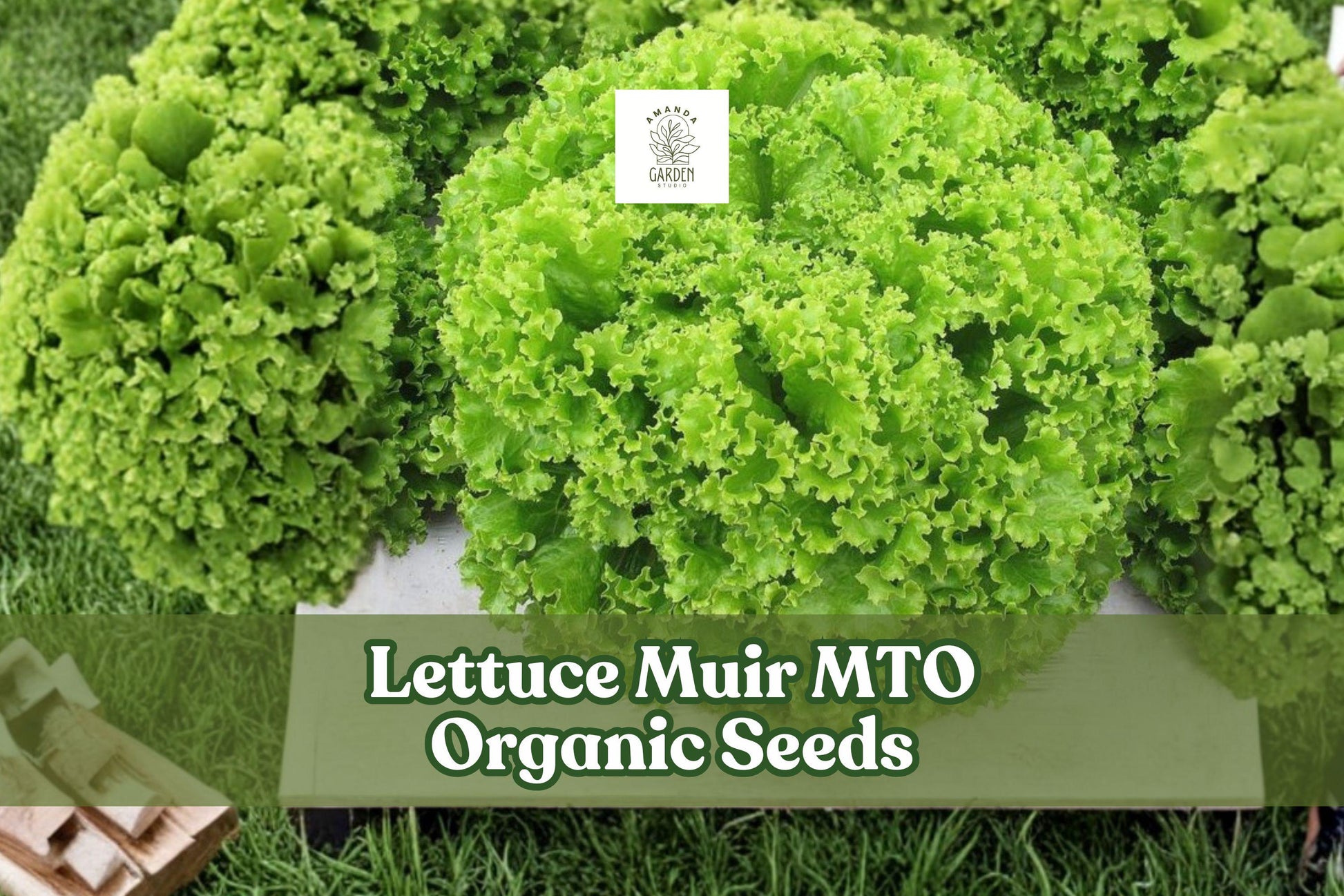 Organic Lettuce Seeds - Muir MTO Heat Tolerant Crisp Leaf Lactuca sativa 50 Seeds