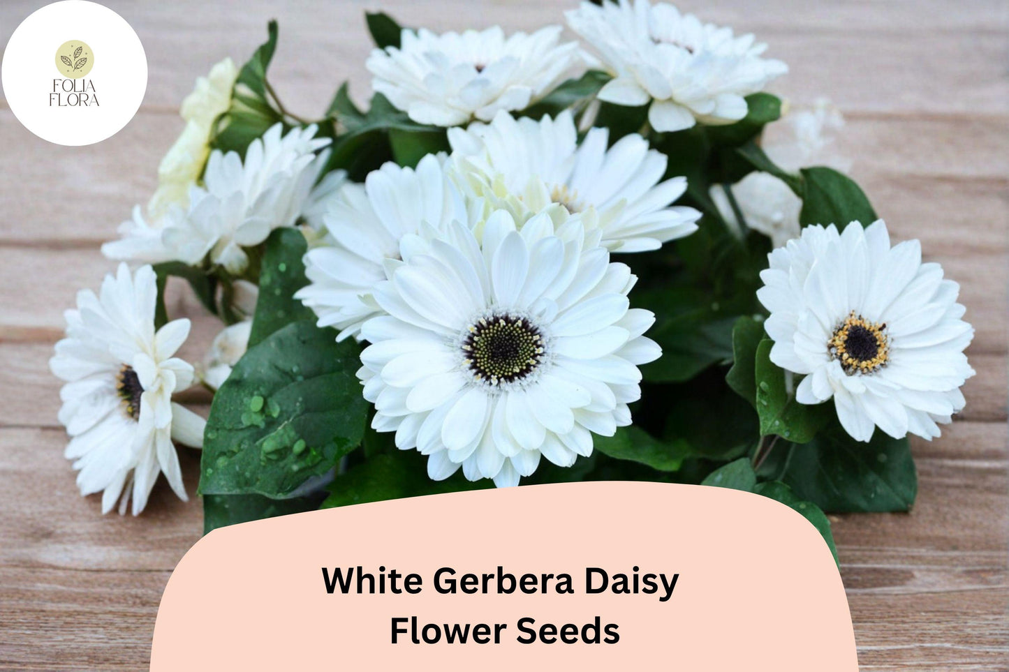 200+ White Gerbera Daisy Seeds | Gerbera jamesonii Tender Perennial for Gardens, Pots & Cut Flowers