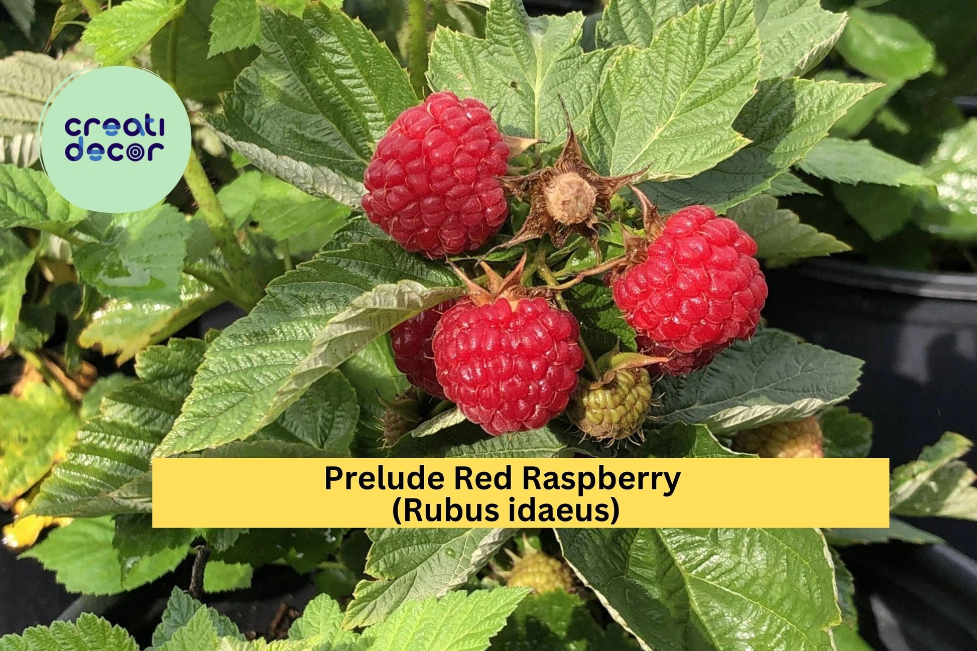 Prelude Red Raspberry Live Rooted Plant – Early Everbearing Rubus idaeus Fruit Shrub for Home Gardens