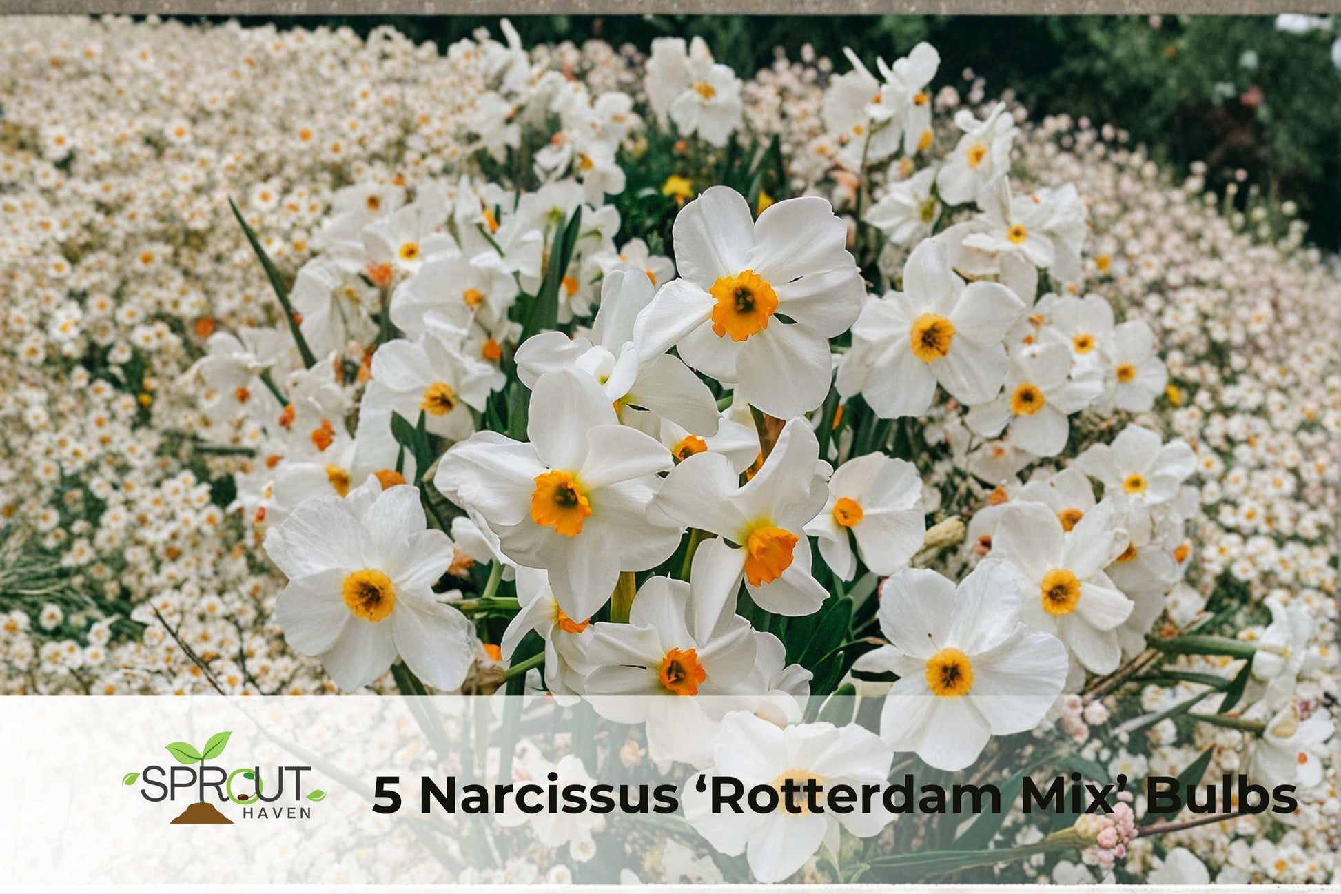 5 Narcissus ‘Rotterdam Mix’ Bulbs – Colorful Fragrant Spring Daffodils, Hardy Perennial Flowering Bulbs